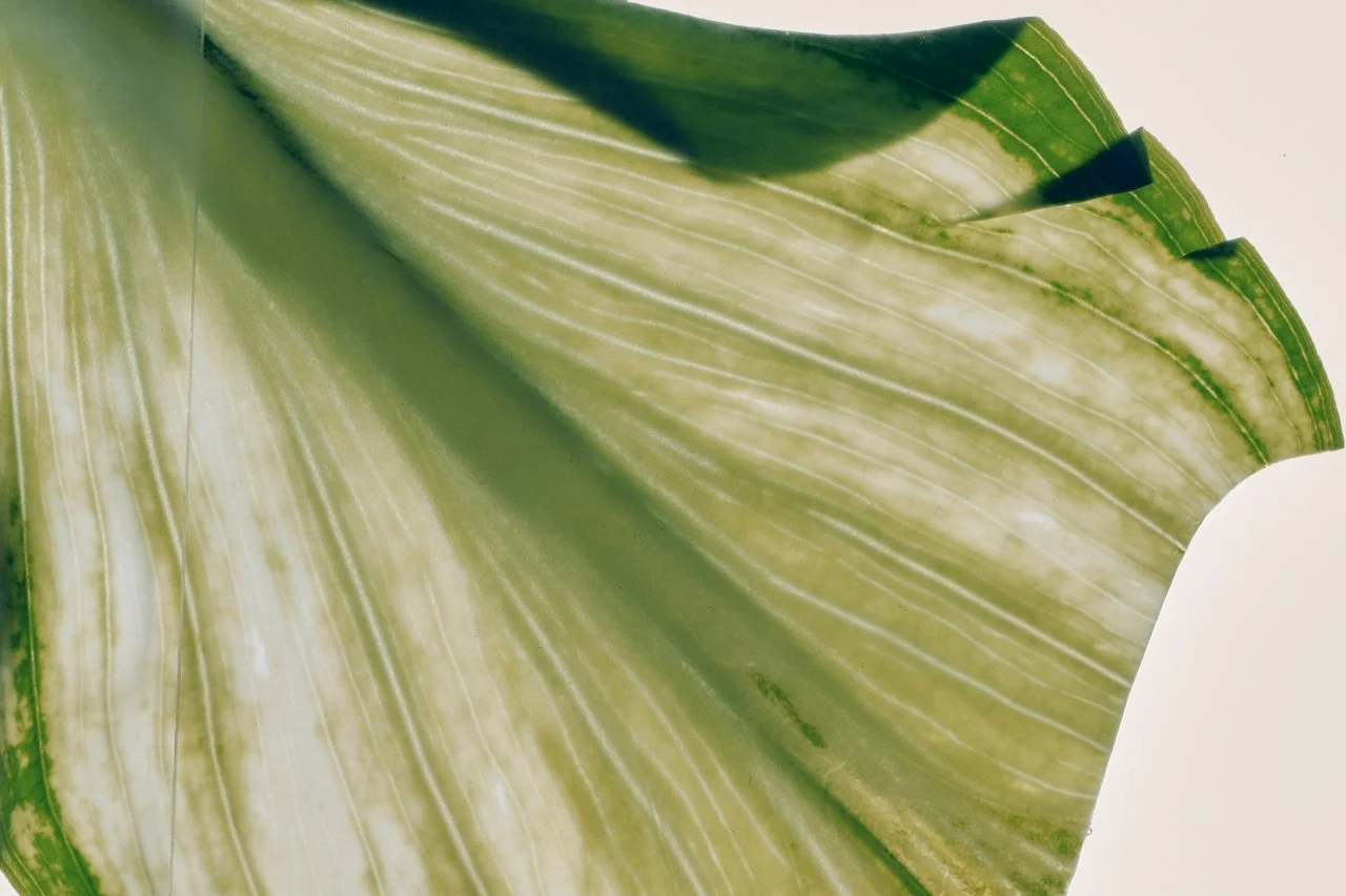 Close-up of a green and yellow variegated leaf with prominent parallel veins.