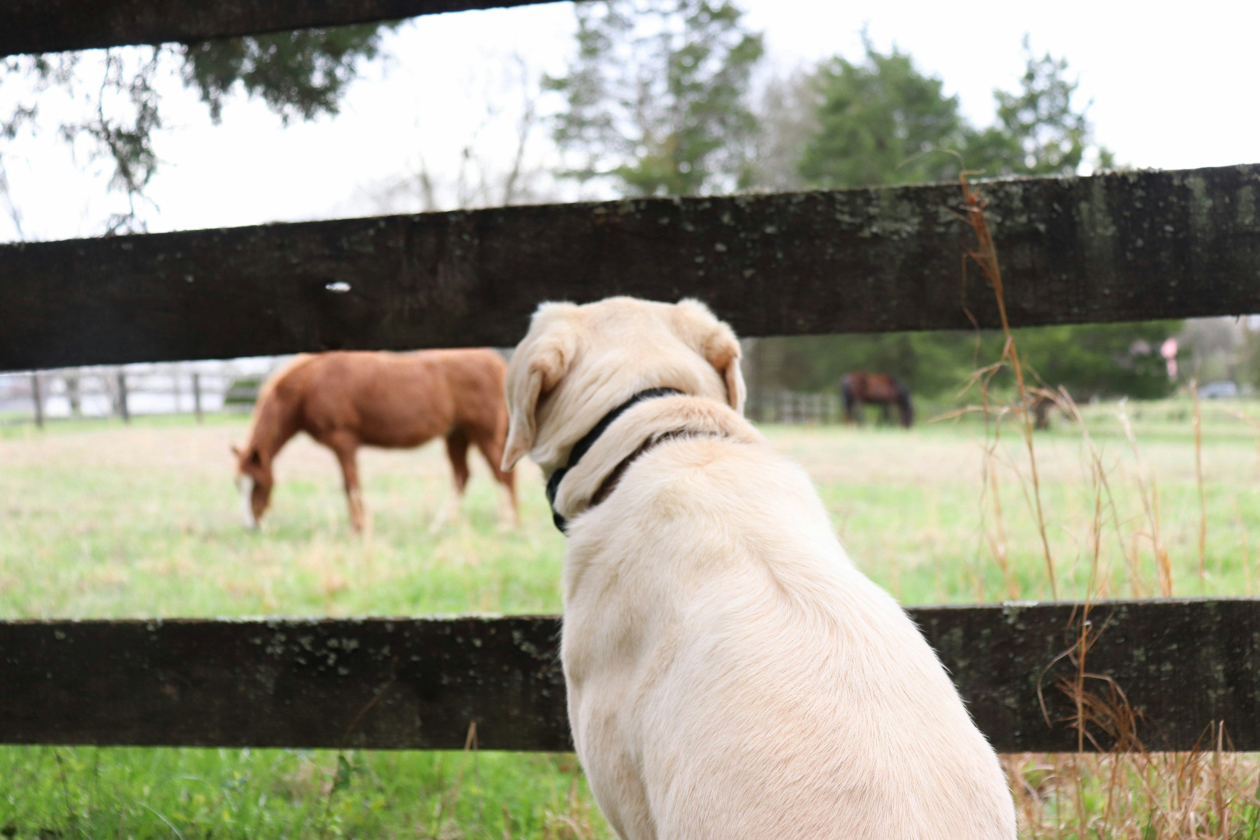 A dog looking at a horse - Bowen Therapy for horses and dogs