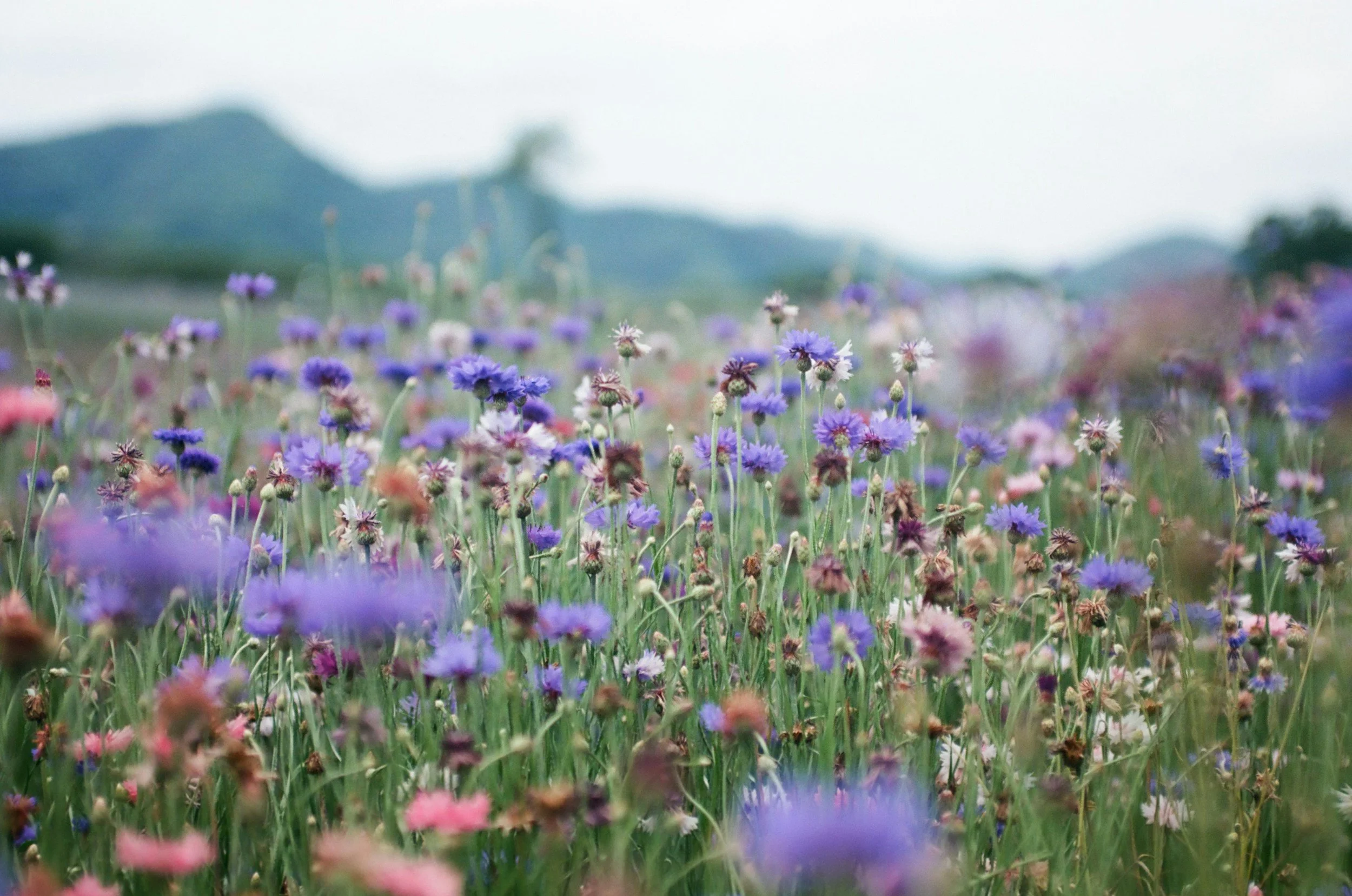 Wild flowers and herbs, the garden of mother nature