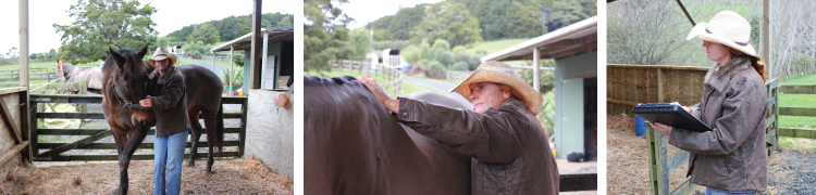 Susan conducting Contact Care treatment for horses