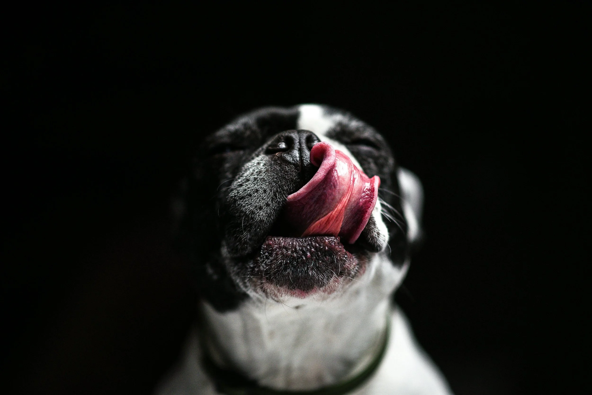Close-up of a black and white dog with its eyes closed, licking its nose against a black background for a professional Denver dog walker service.