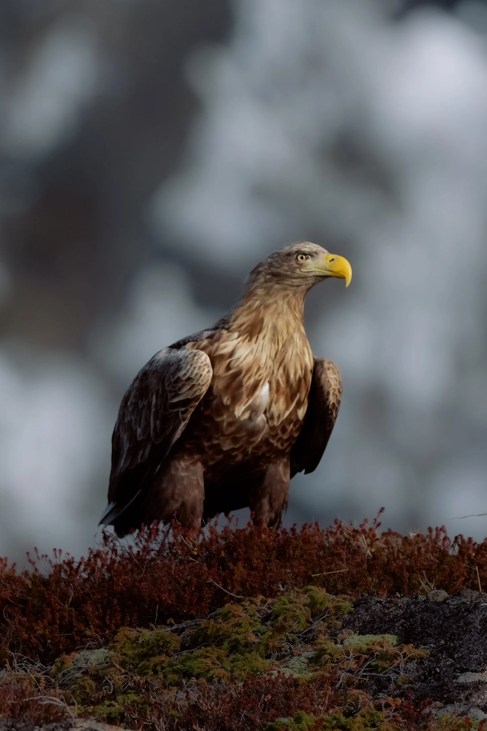 Norway website-67.jpg