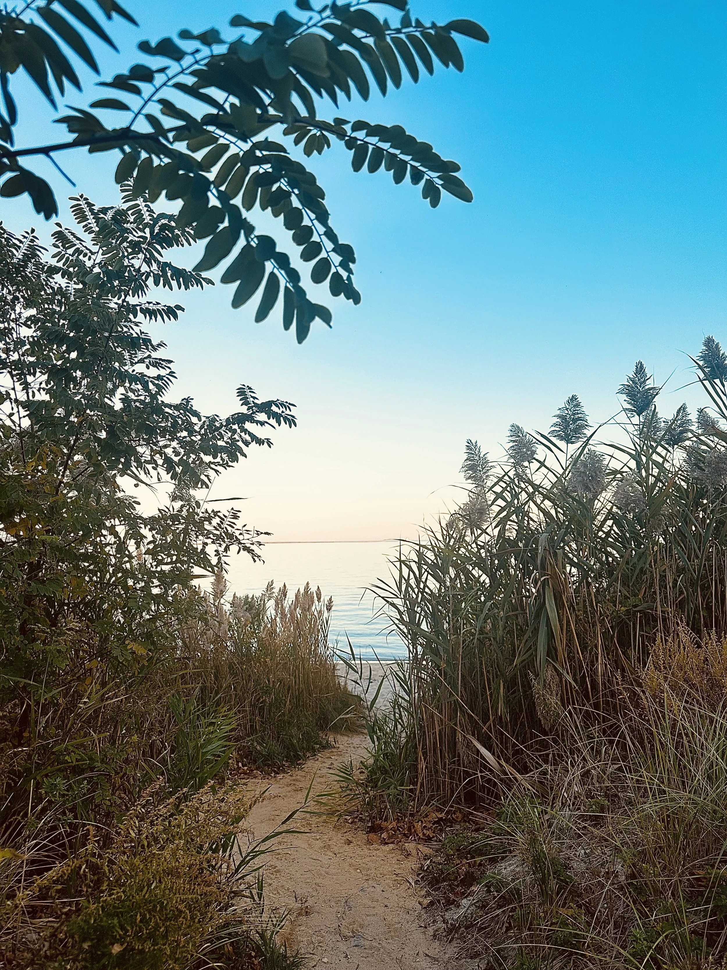 A sandy pathway through tall green grasses and bushes leading to a calm body of water, with a clear blue sky overhead.