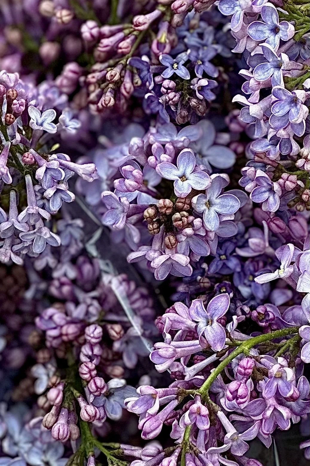 Close-up of lilac flowers with purple and lavender petals.