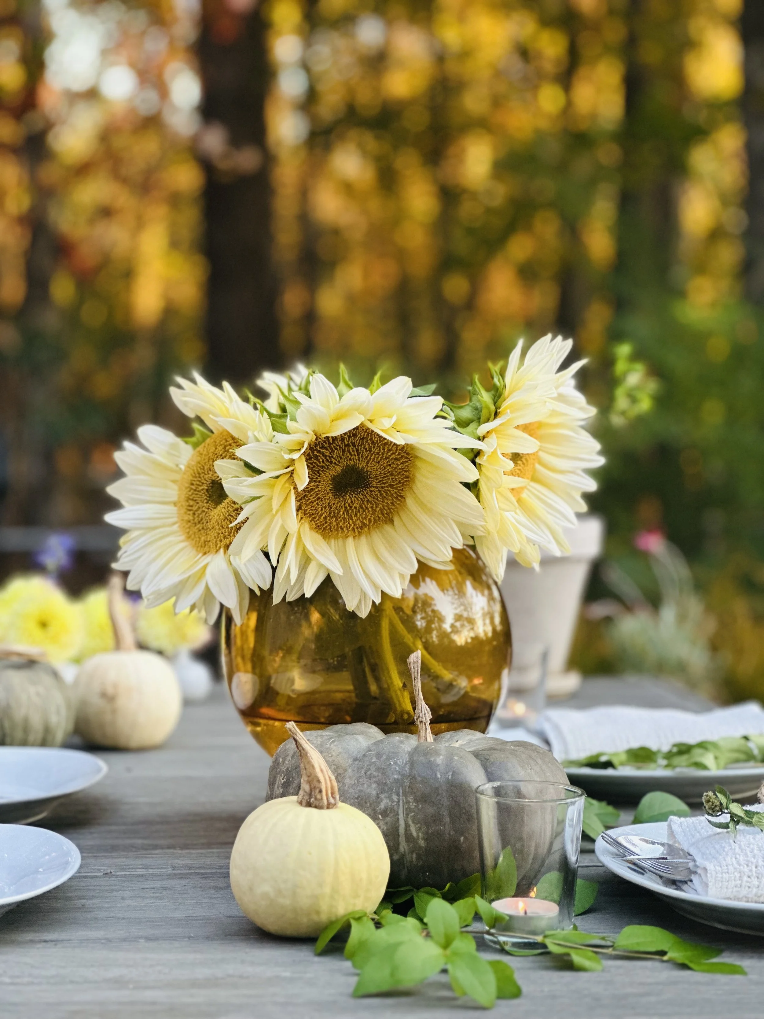A table outdoors decorated with a vase of white and pale yellow sunflowers, small pumpkins, green leaves, and candles surrounded by plates and napkins during autumn.