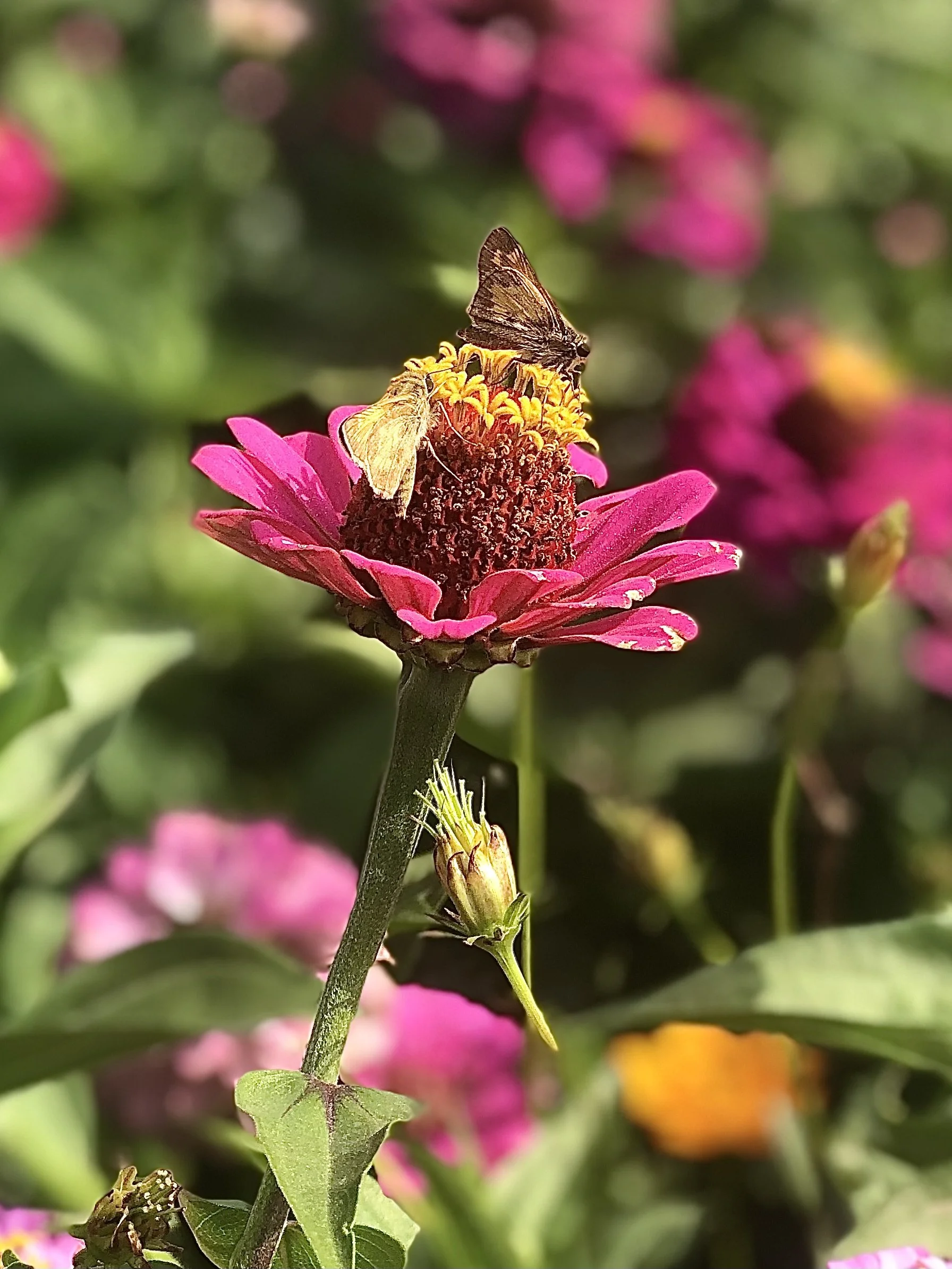 A pink flower with two butterflies on its center surrounded by green foliage and other pink flowers in the background.