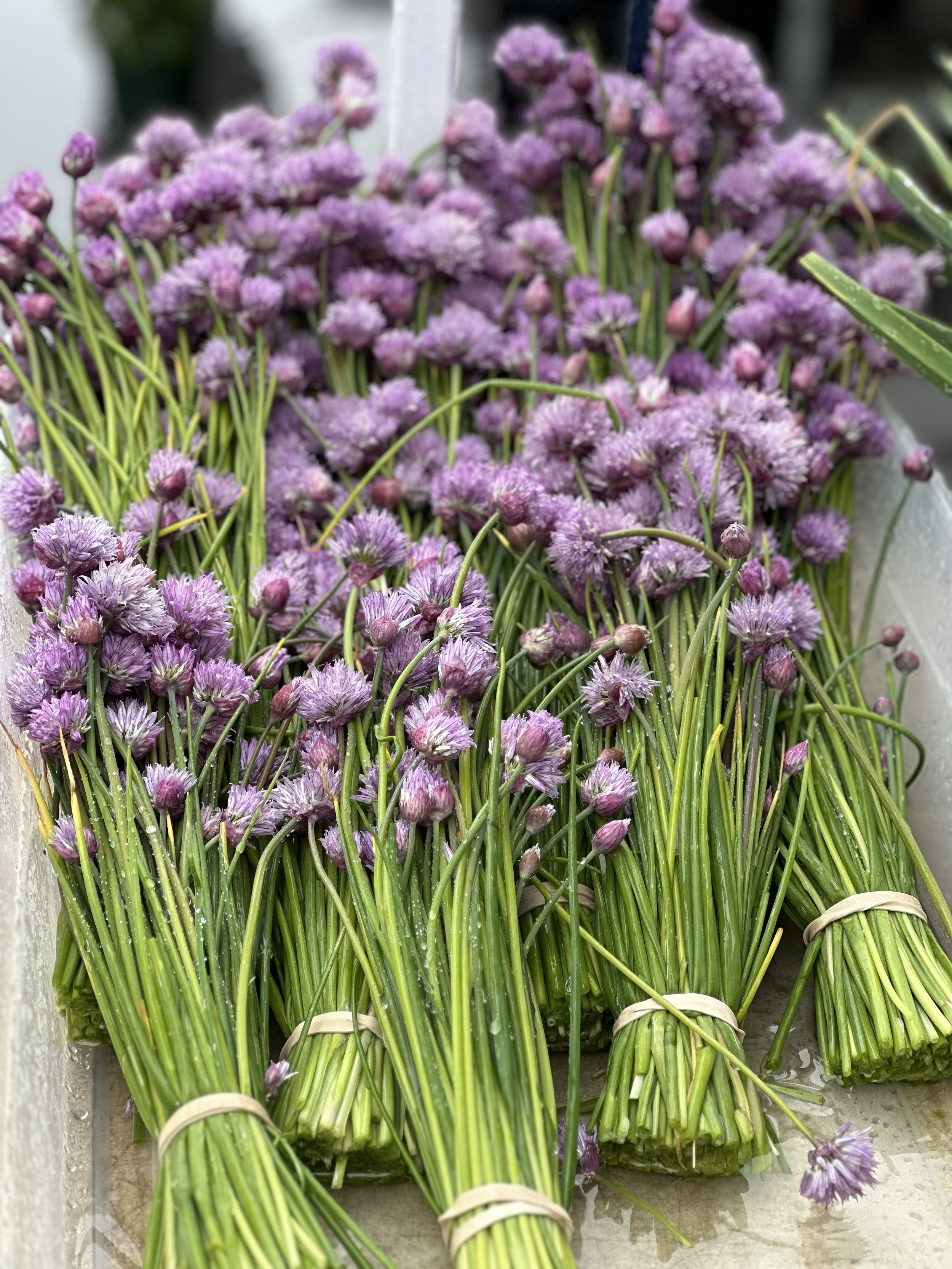Bundles of fresh purple chive flowers with green stems, some water droplets on the flowers.
