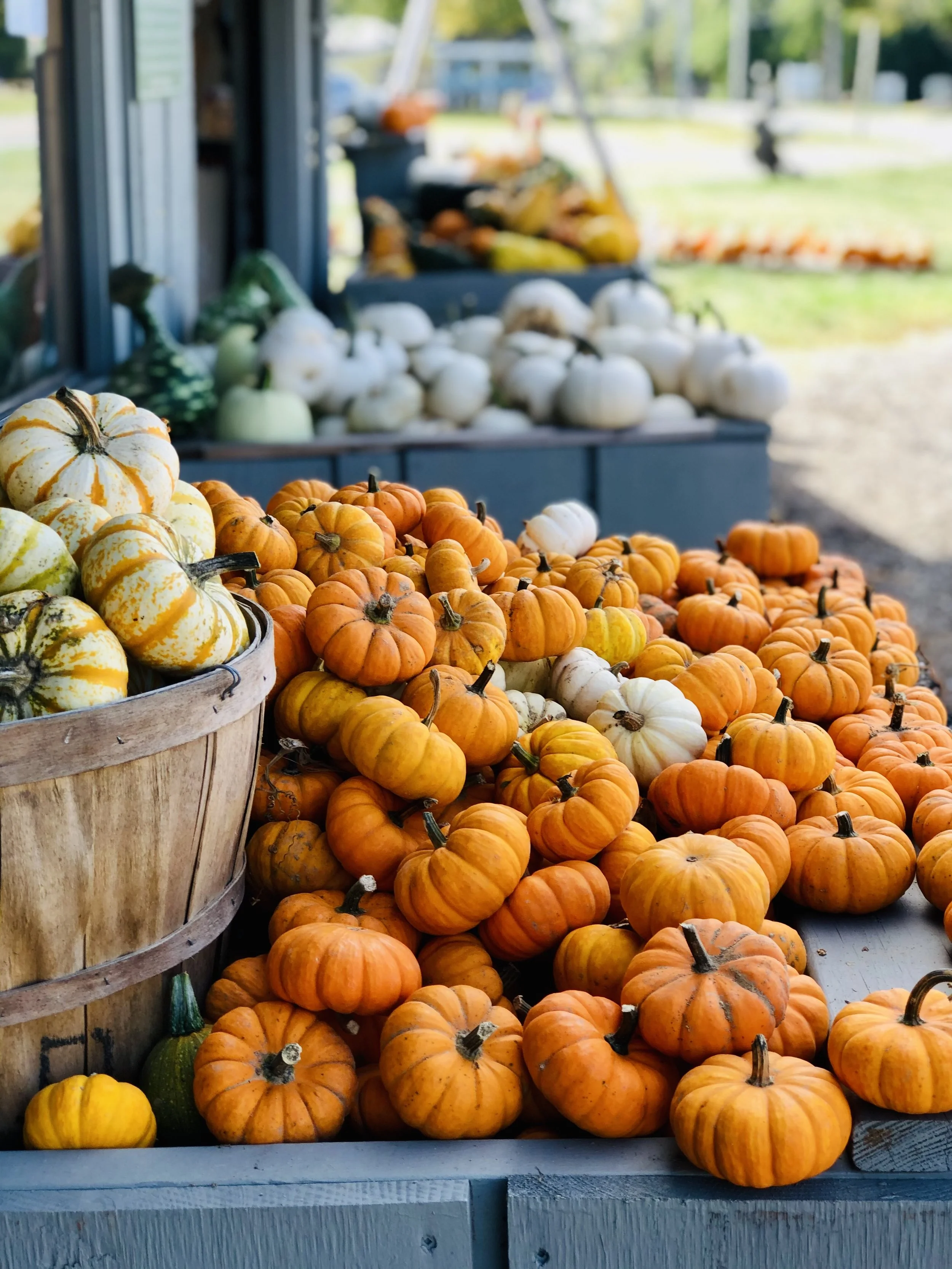 A display of small orange, white, and yellow pumpkins and gourds at an outdoor farmstand or market.