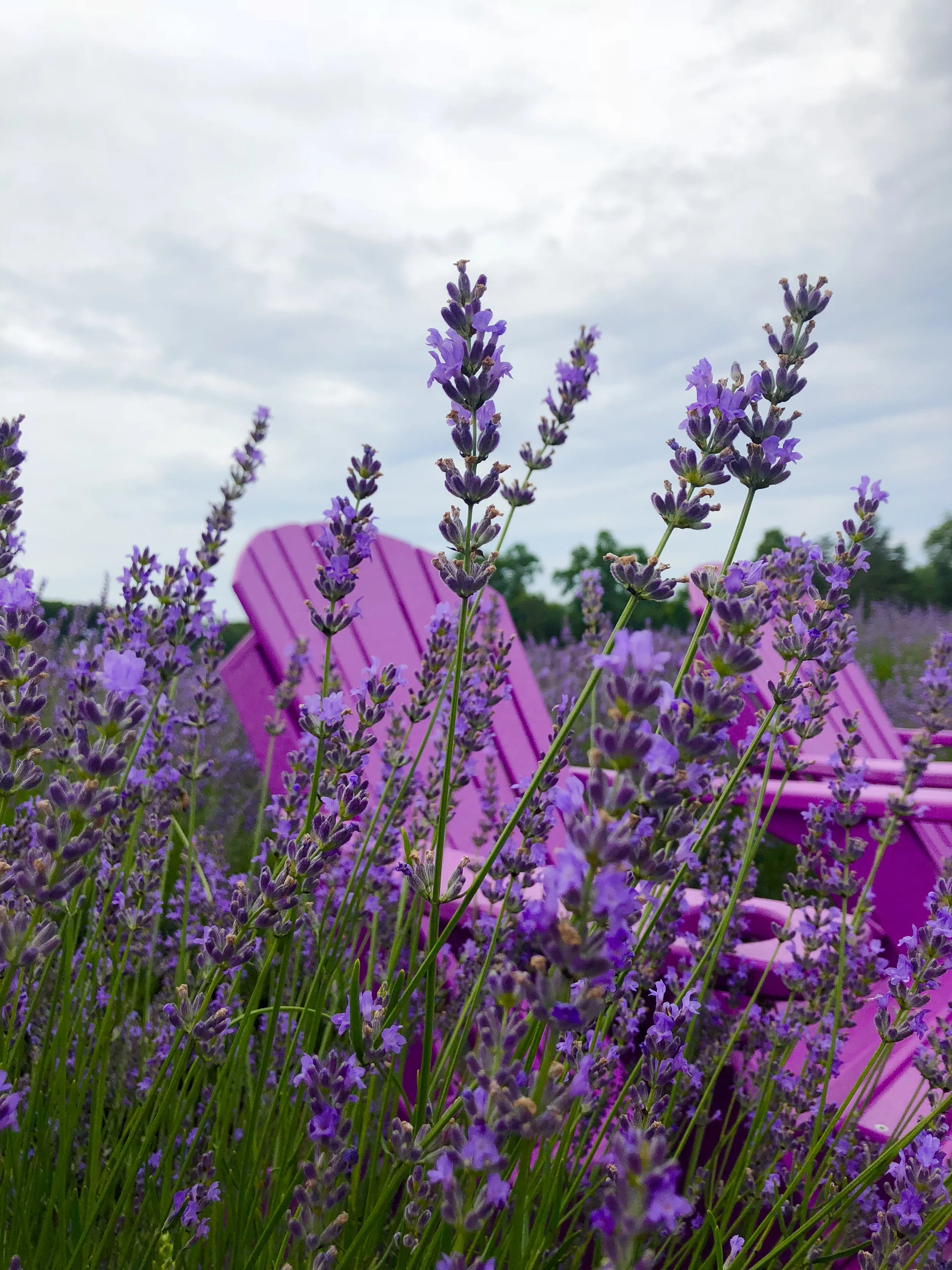 Purple lavender flowers in a garden with pink Adirondack chairs and a cloudy sky.