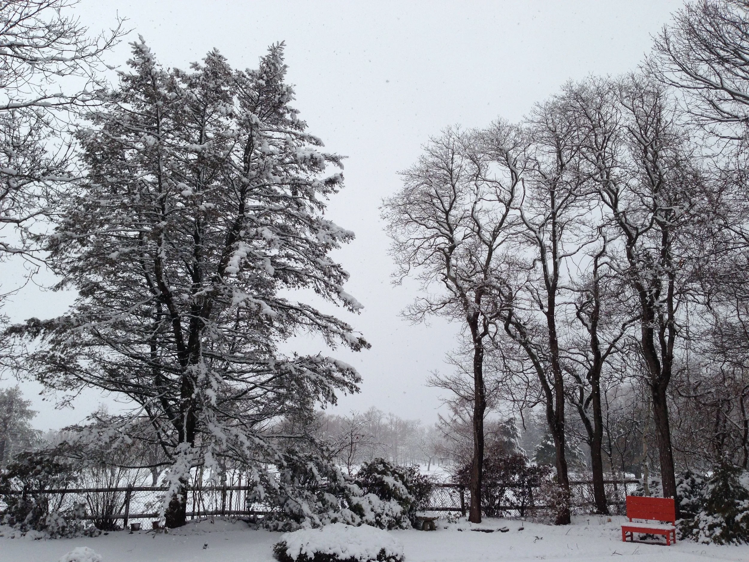 Snow-covered trees and a red bench in a snowy park scene.