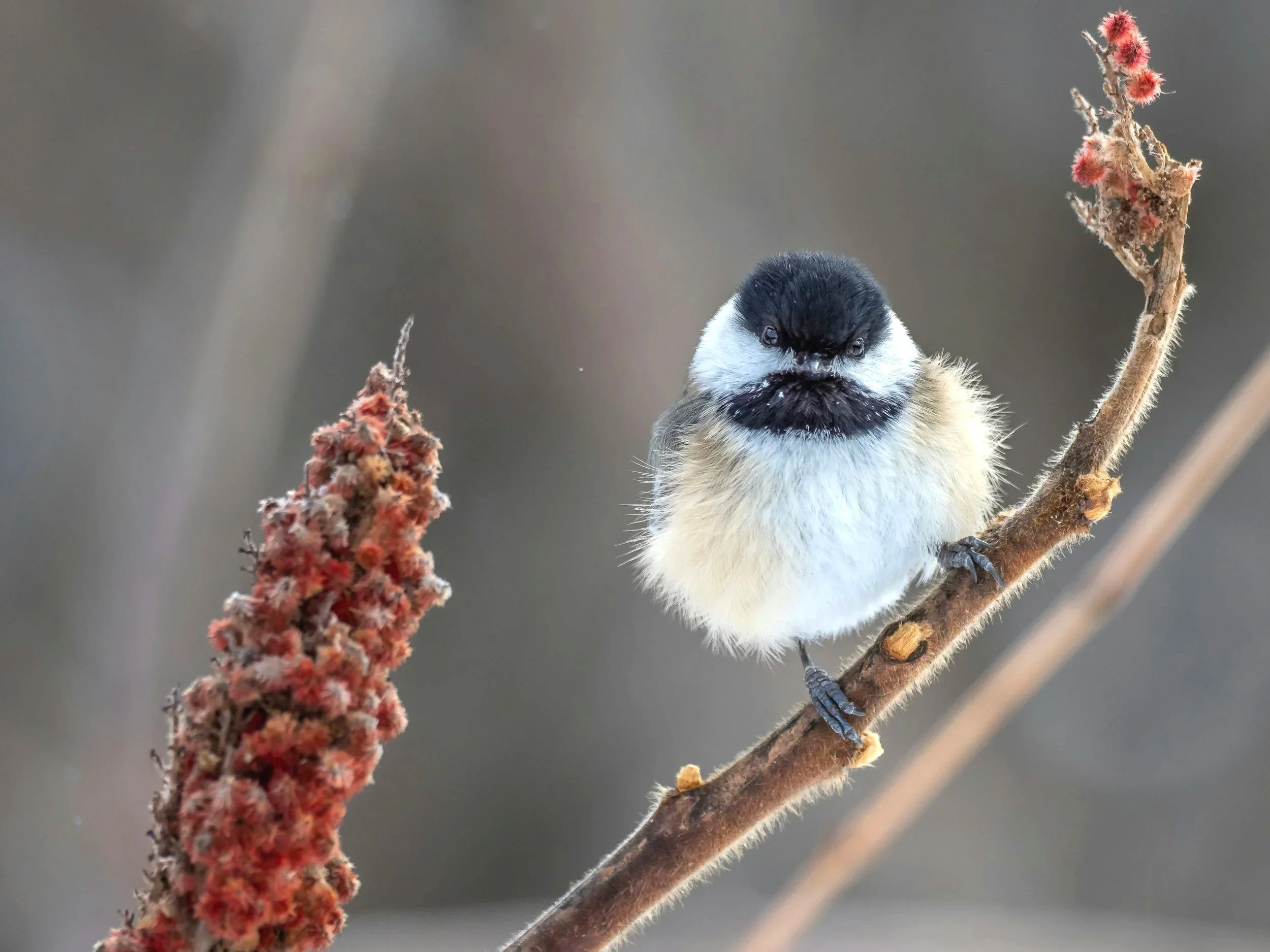 Chickadee on native berries