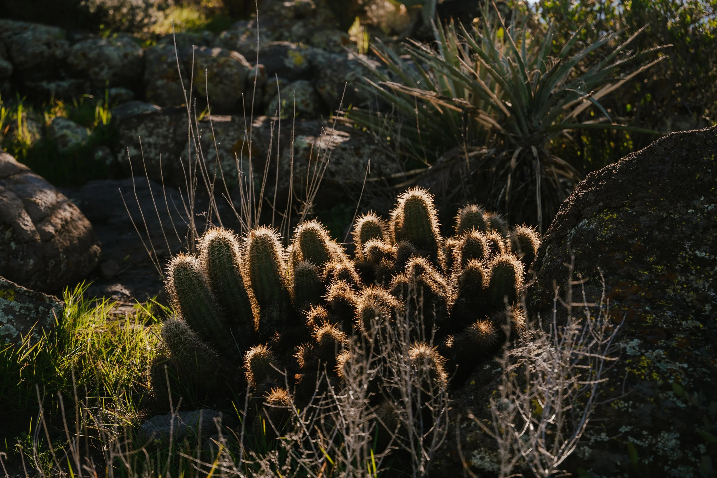 Image of cactus representing JT's Septic's dedication to a clean Arizona.