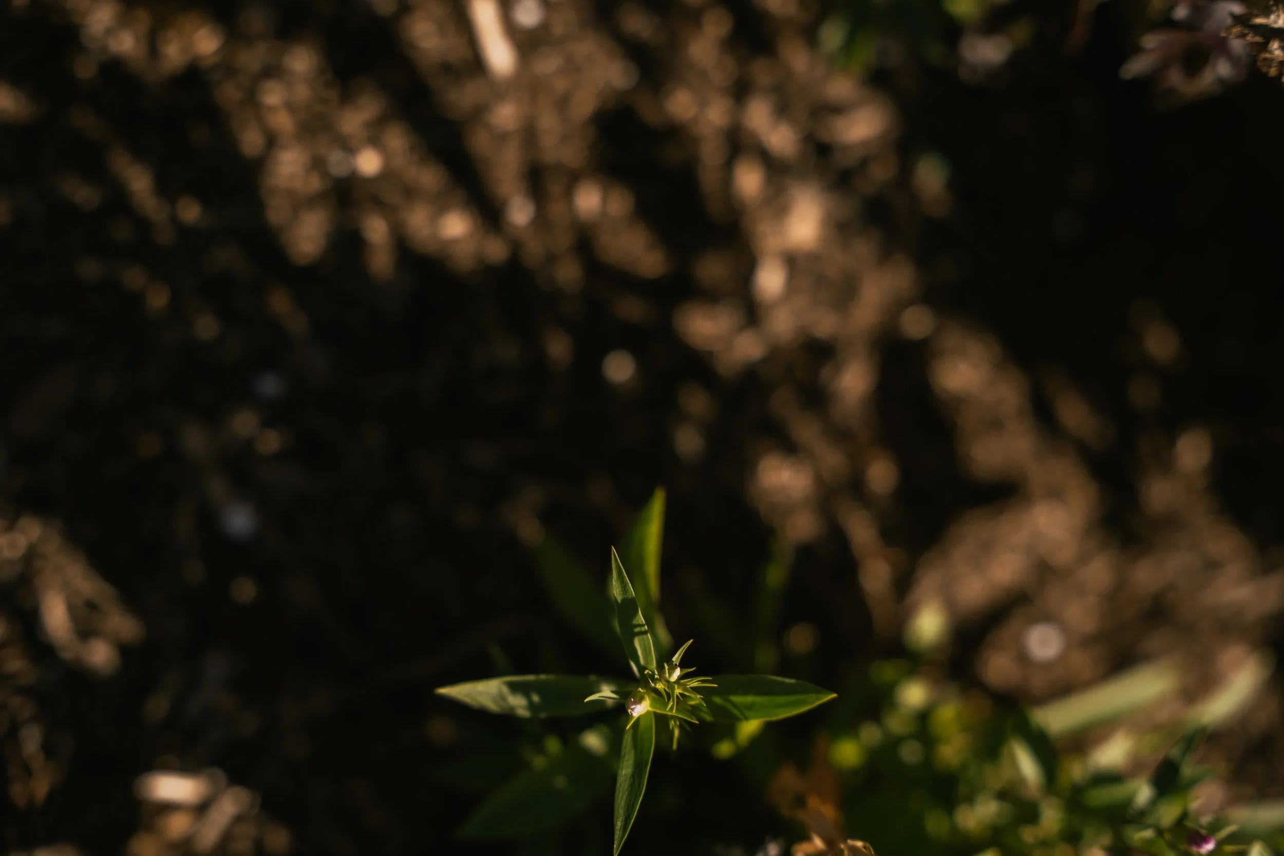 JT's Septic cares about maintaining Arizona's septic systems for a greener tomorrow.