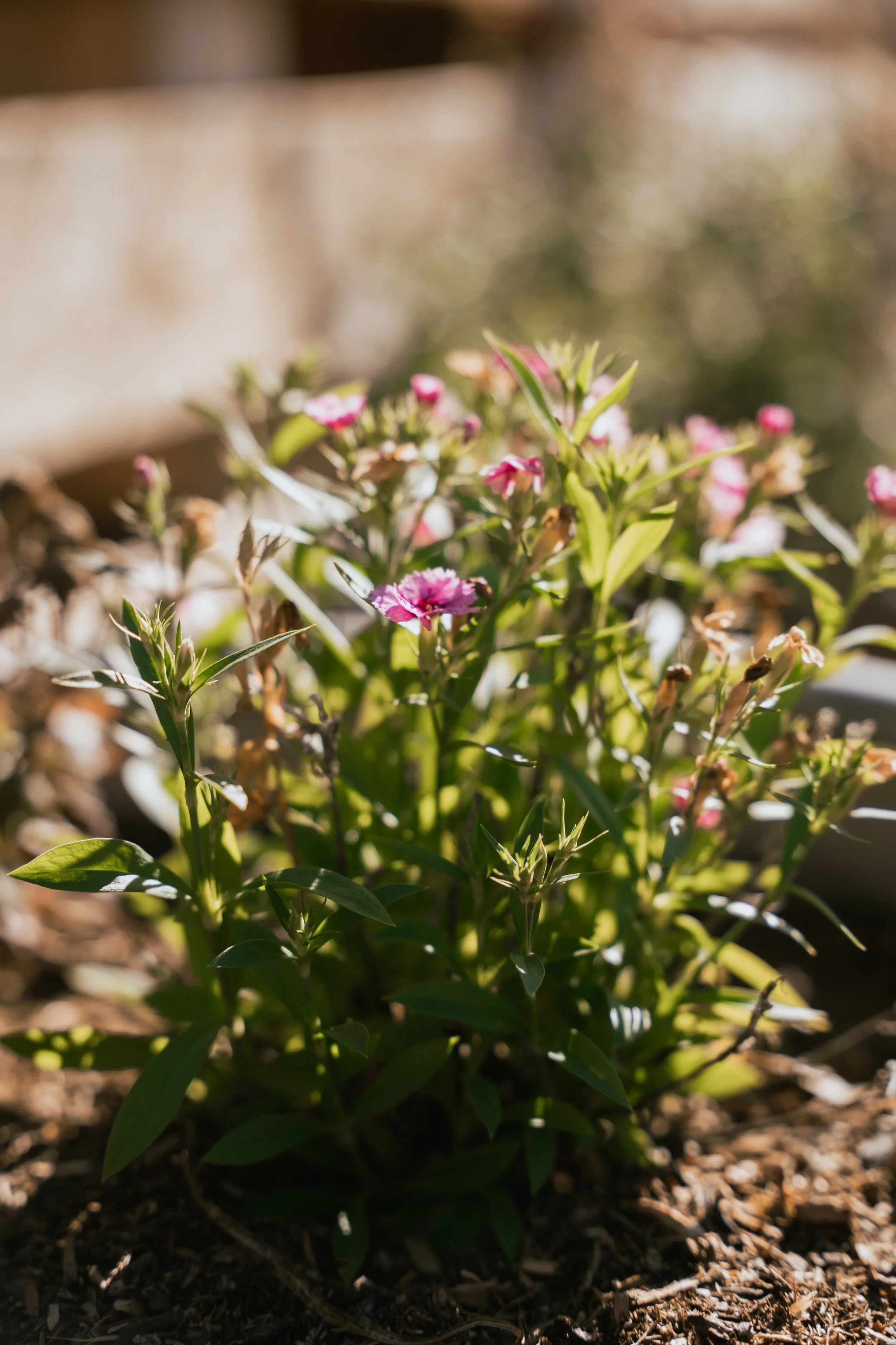 JT's Septic handles septic system maintenance for you.