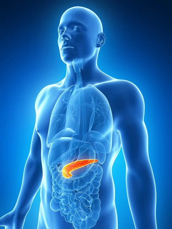 Pancreas in the human body. We treat pancreatic cancer and pancreatitis with natural remedies, herbs and supplements.