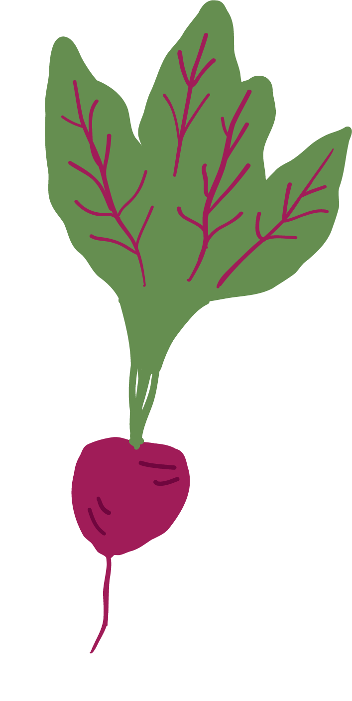 Illustration of a turnip with green leaves and purple root.