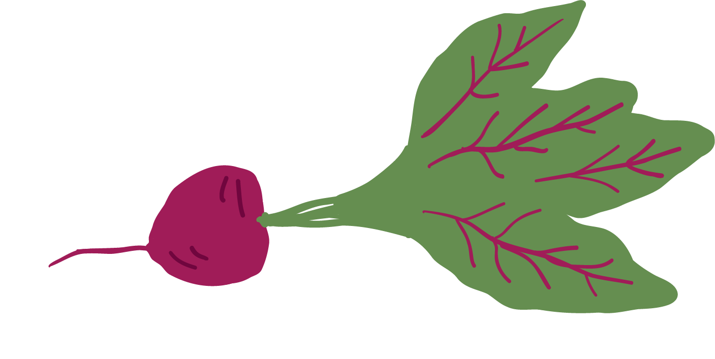 Illustration of a radish with green leaves and purple root.