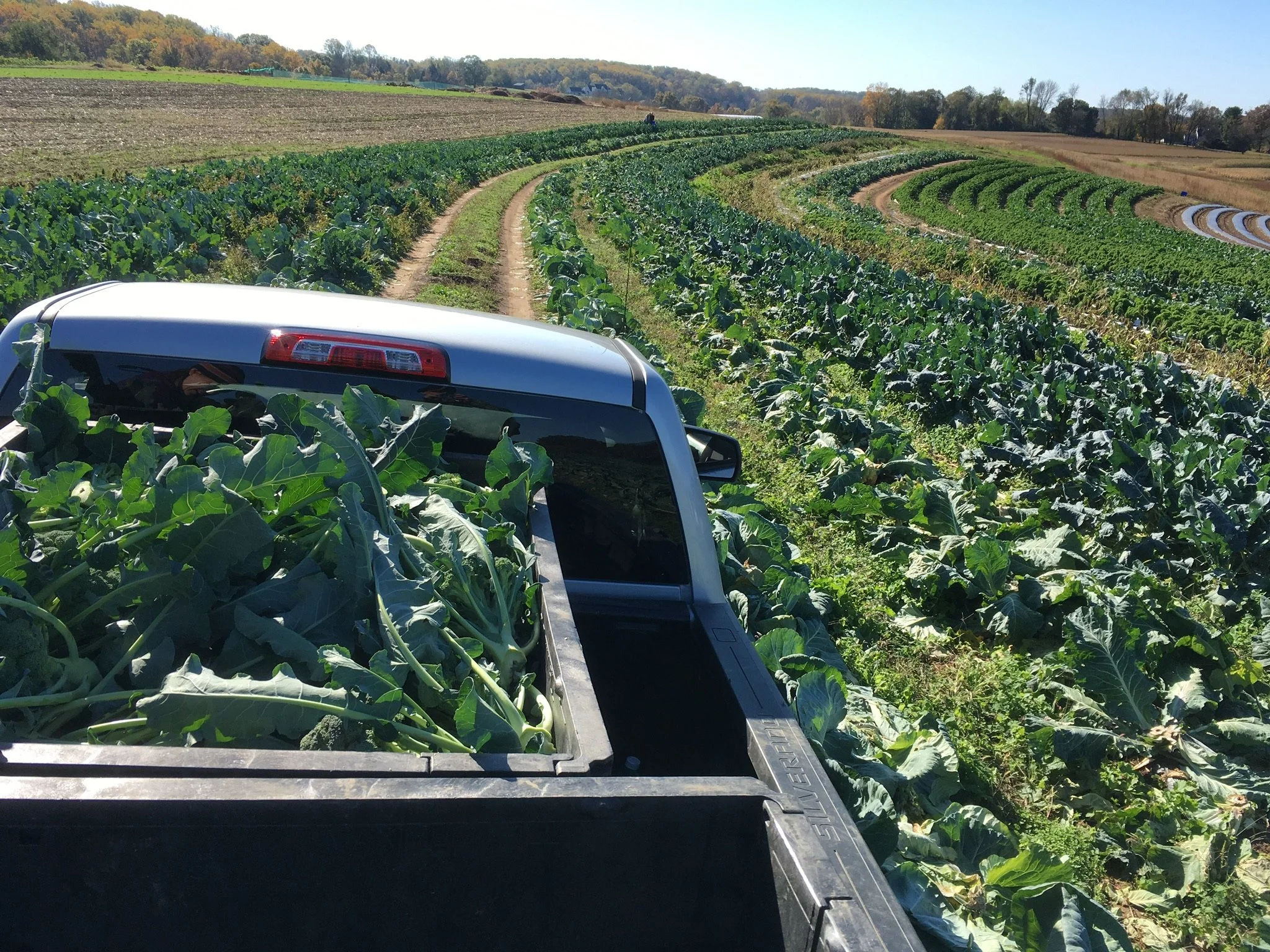 This is an image taken from the back of a vehicle, showing a large farm field with rows of green crops, likely broccoli, stretching into the distance. The field is bordered by a mix of trees and some distant buildings, under a clear and sunny sky.
