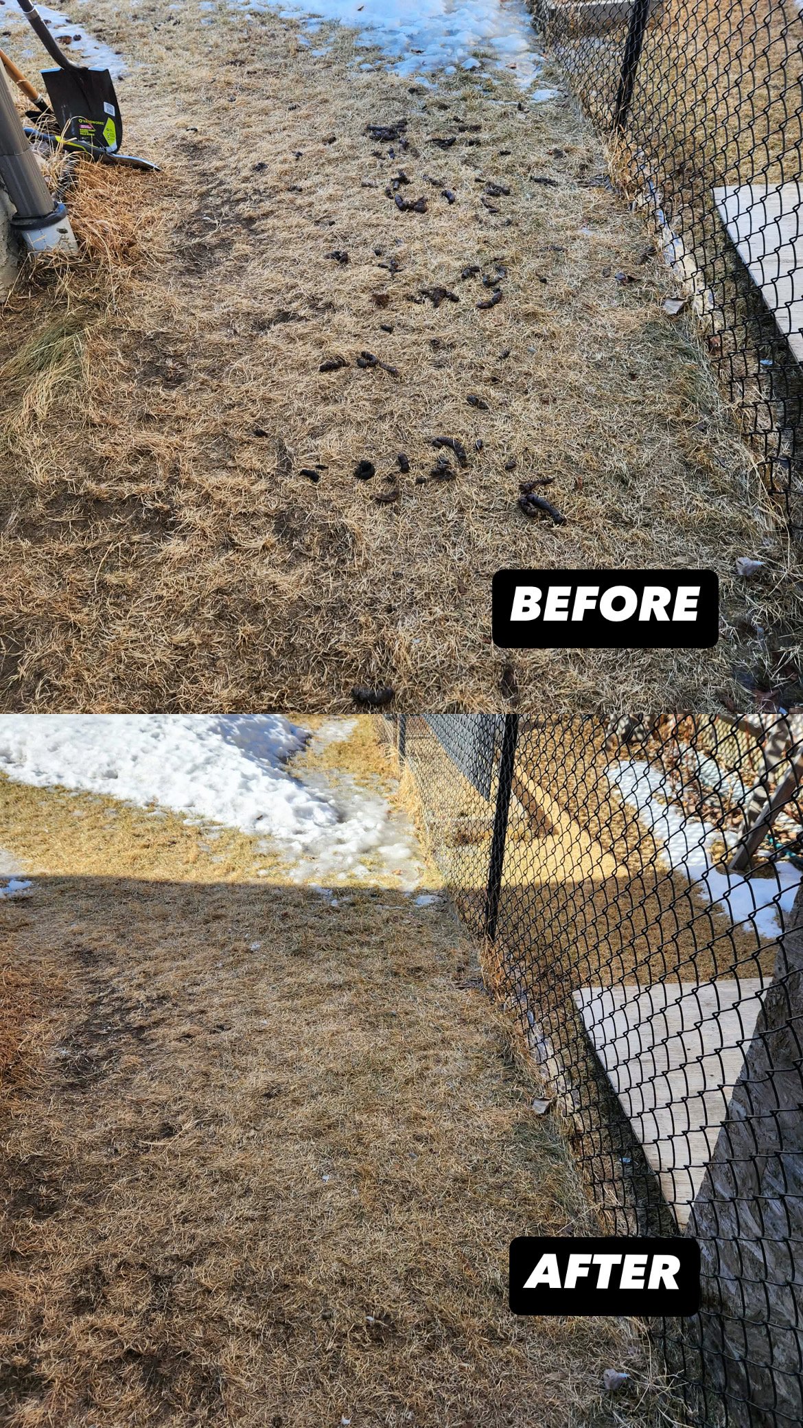 Before and after backyard dog poop pickup in Edmonton during spring thaw showing lawn cleared after one-time cleanup service