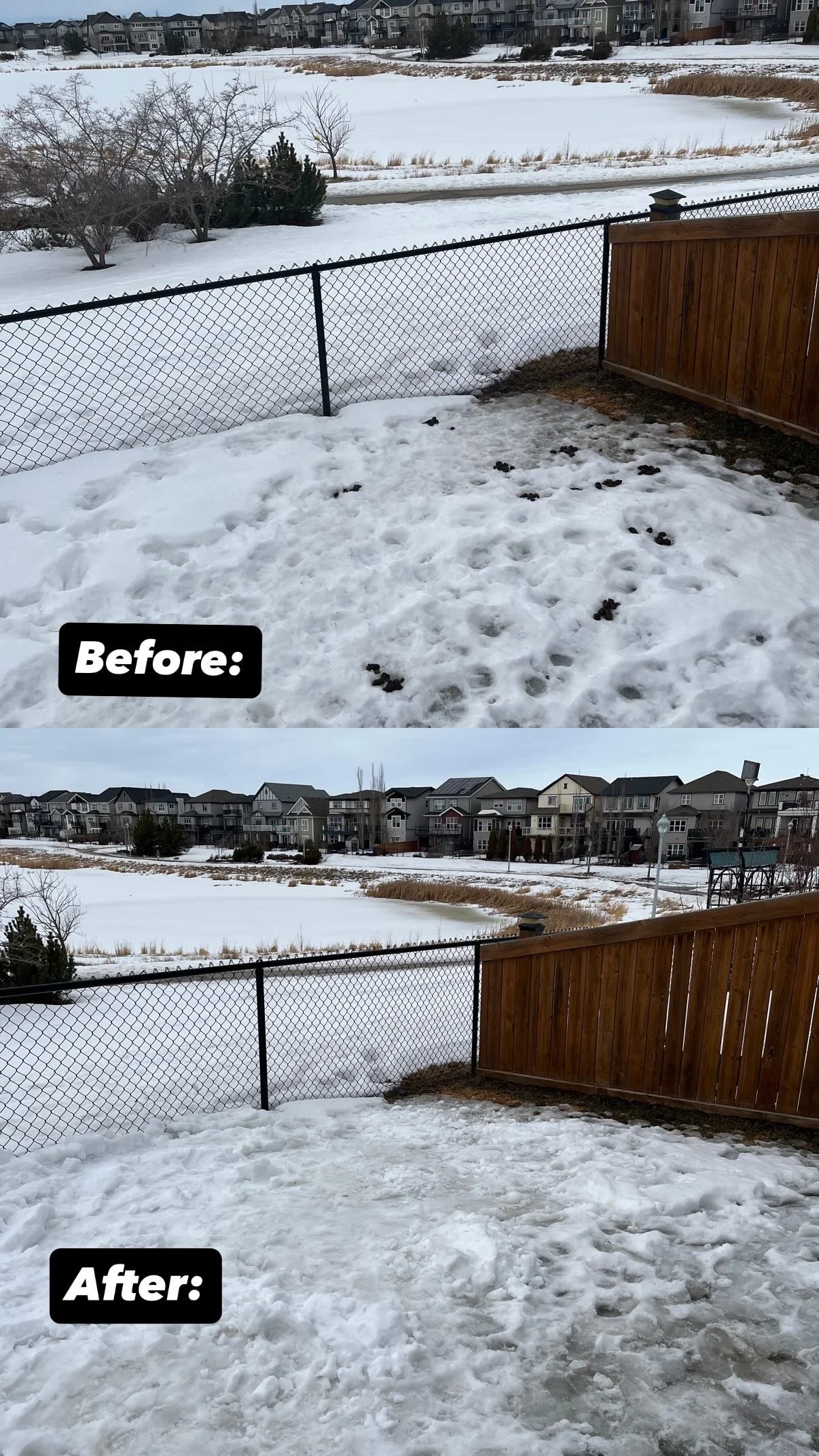 Before and after dog waste removal showing spring snow cleanup in a residential Edmonton backyard