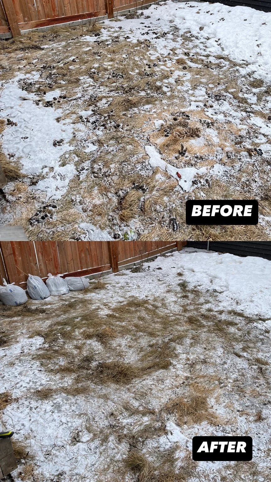 Before and after dog poop yard cleanup showing heavy pet waste removed from a backyard lawn
