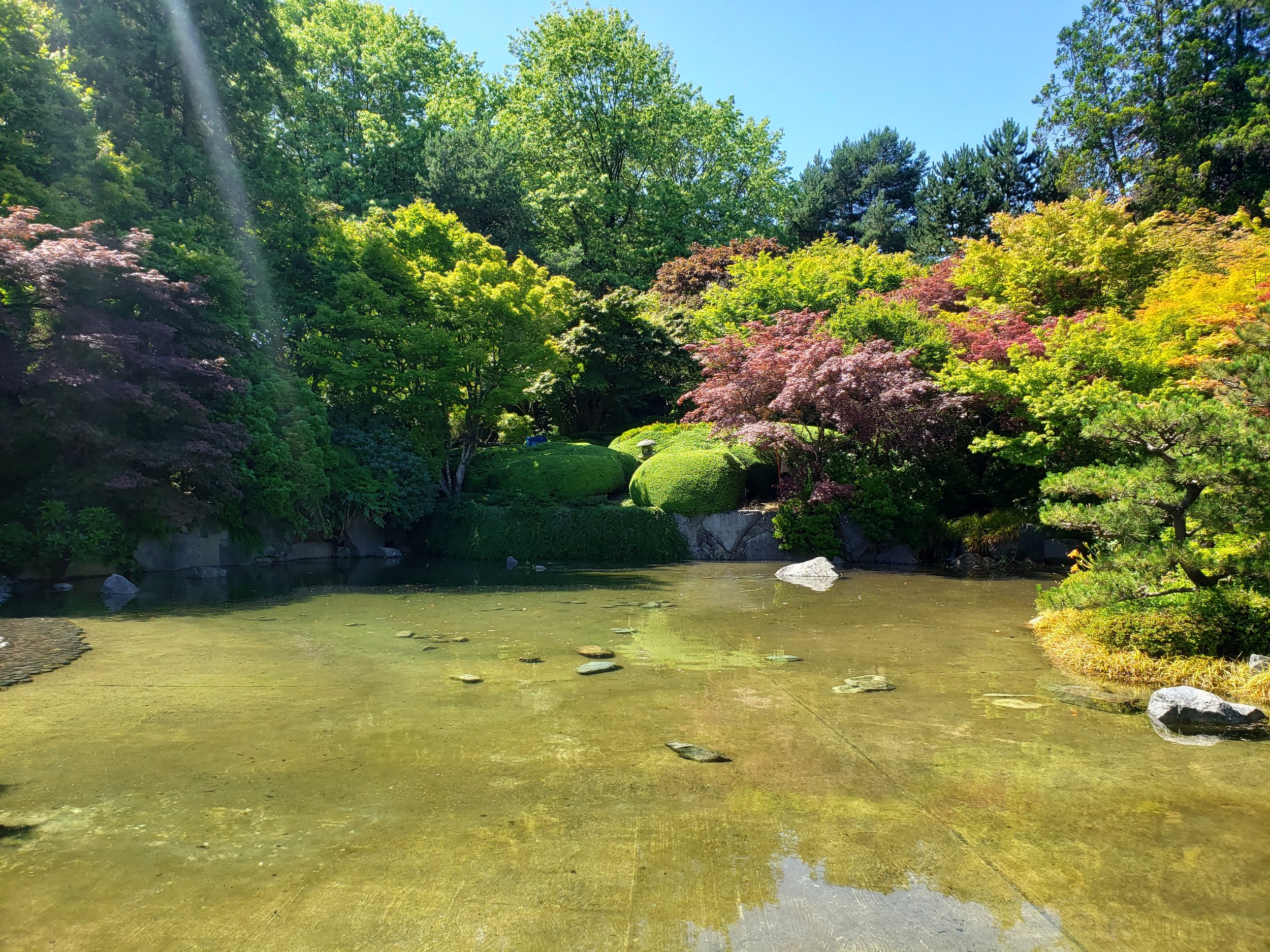 A serene Japanese garden with a pond, surrounded by lush green and colorful trees under a bright blue sky.