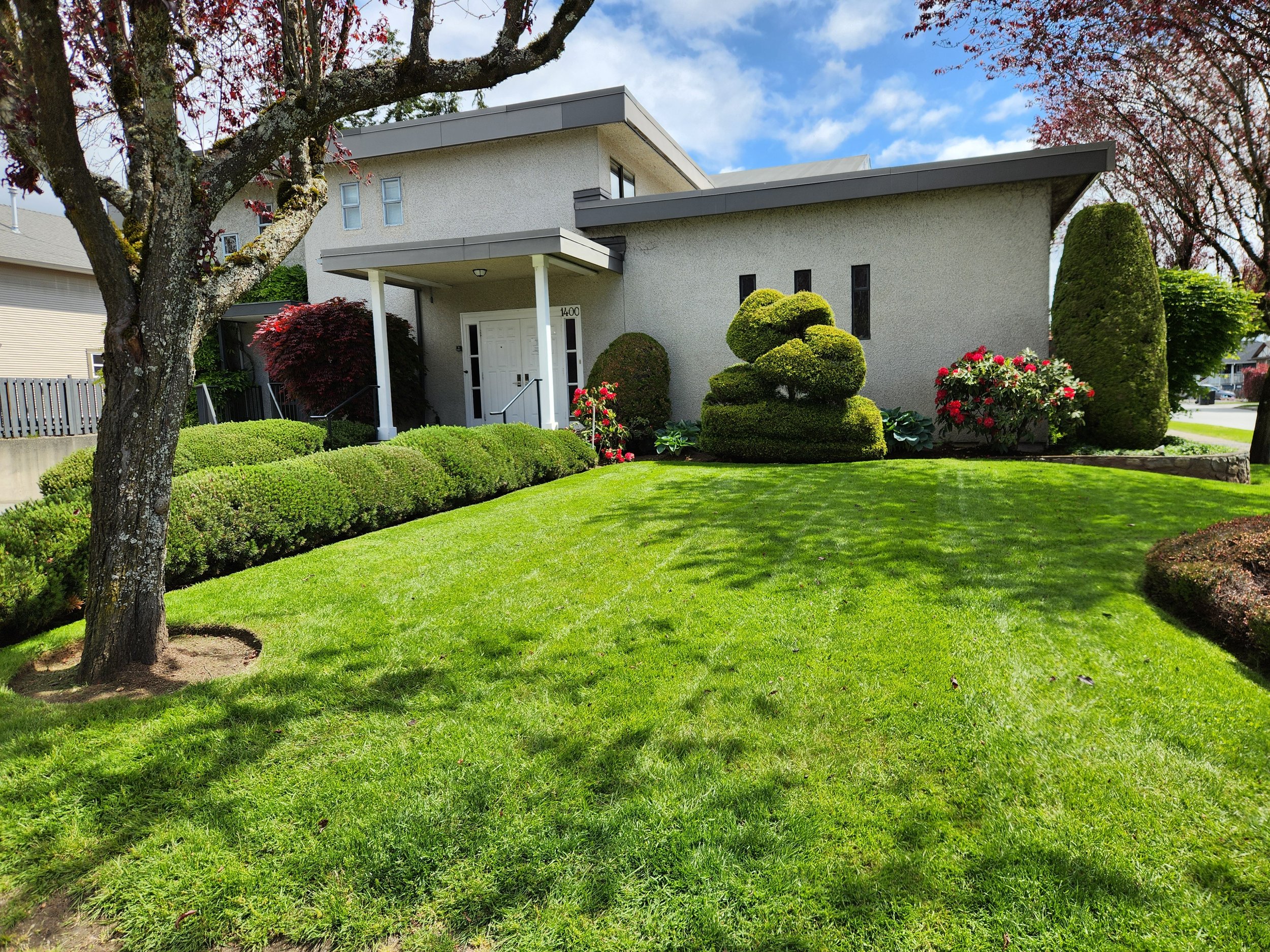 Front yard with green grass, manicured bushes, and a modern house with a flat roof. A tree with pink blossoms is on the left, and flowering bushes are near the house.