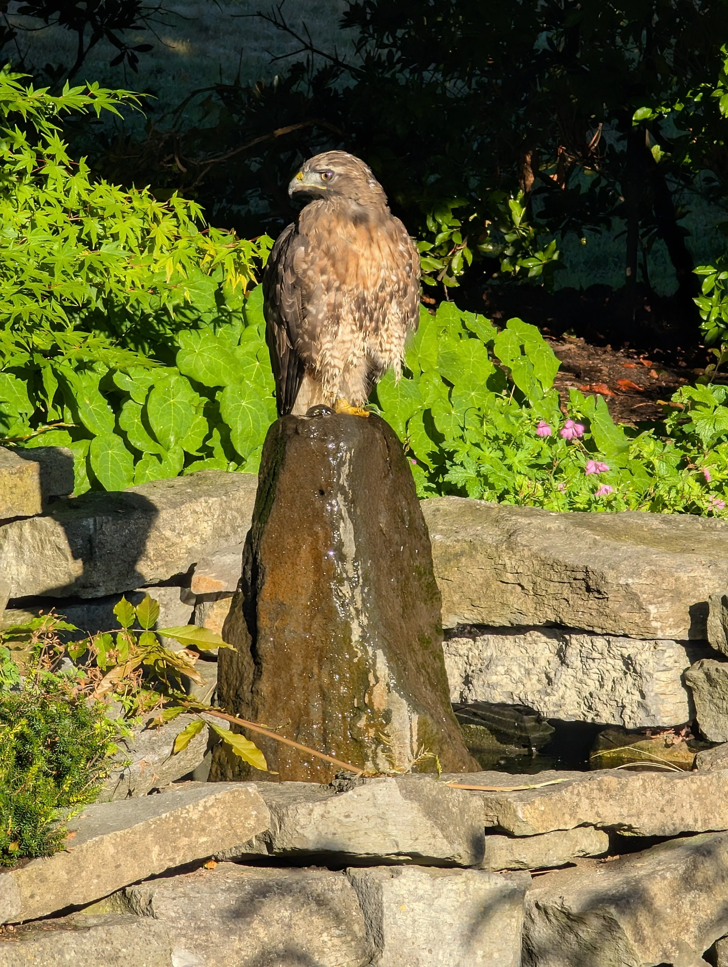Bald eagle perched on a stone fountain surrounded by green plants and flowers.