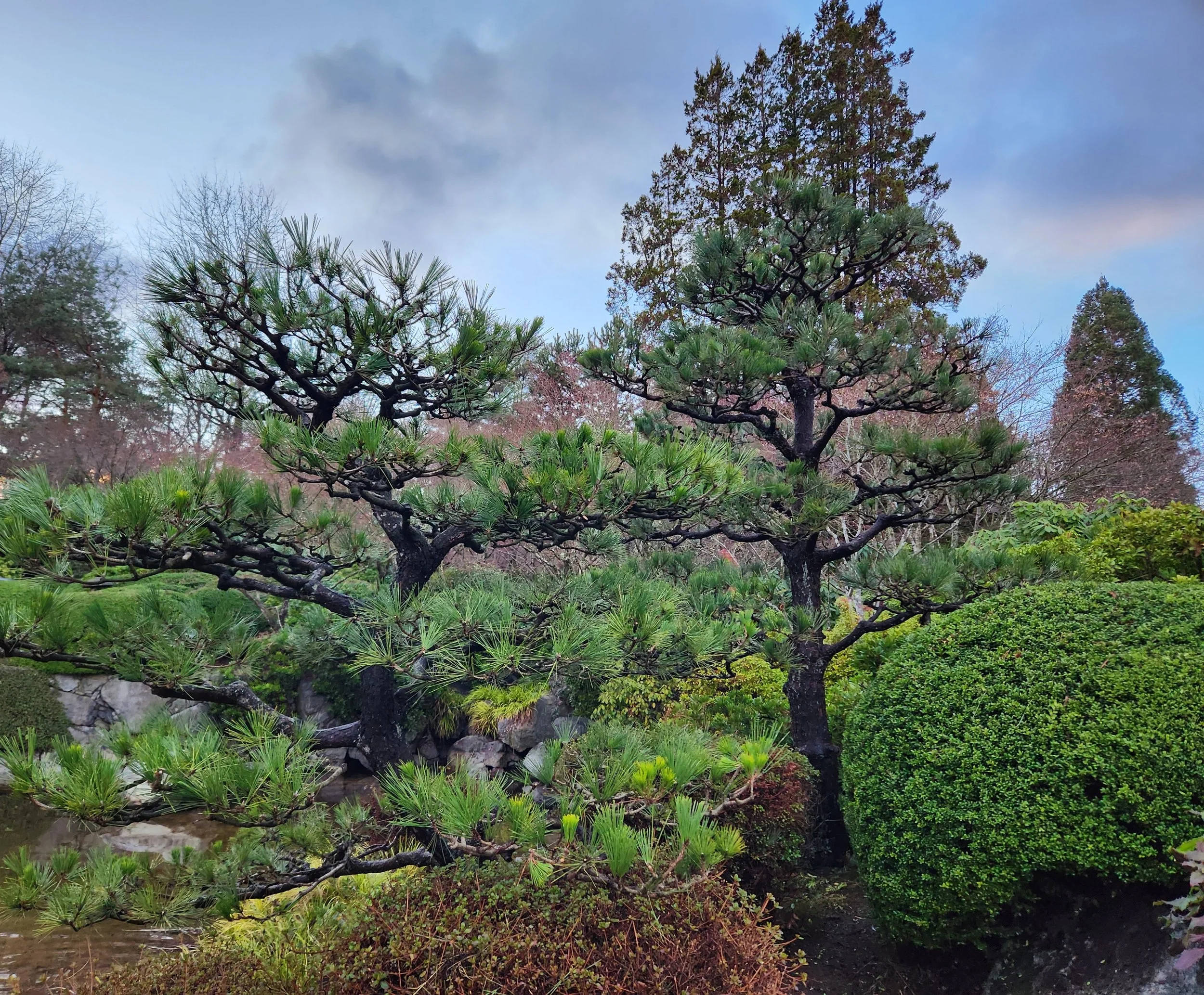 A well-maintained Japanese garden featuring a large, artistic pine tree with twisting branches and green needles, surrounded by lush shrubs and rocks under a cloudy sky.