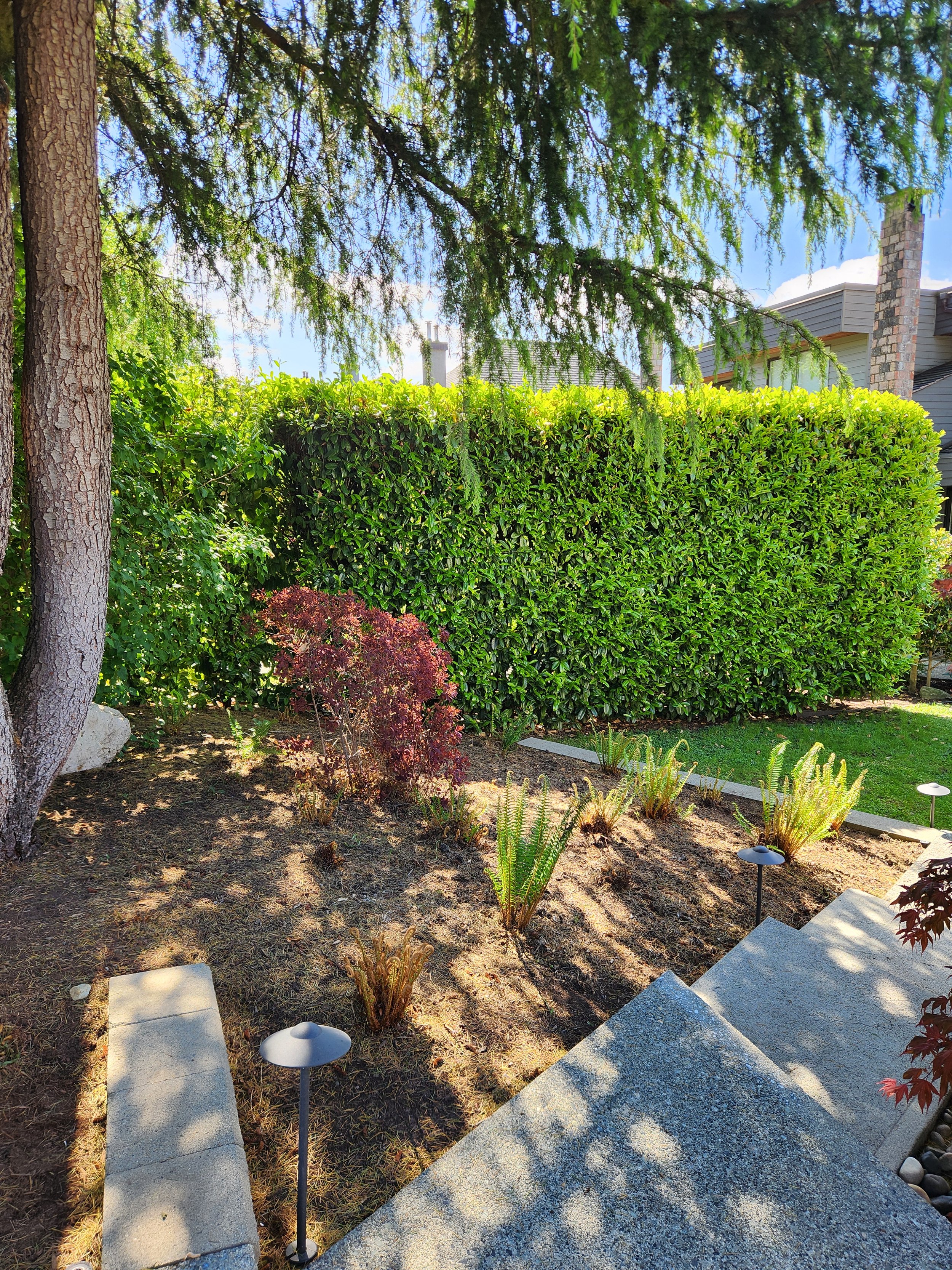 A well-maintained backyard garden with a large evergreen tree, a tall green hedge, a small red bush, ferns, pathway lights, and a stone pathway.