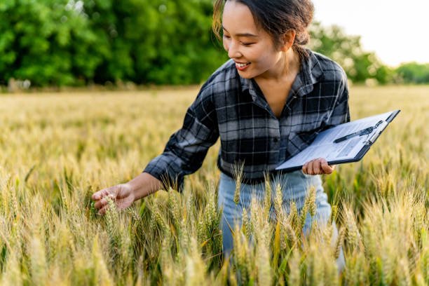 A young woman in a plaid shirt inspecting wheat in a field with a clipboard in her hand, smiling.