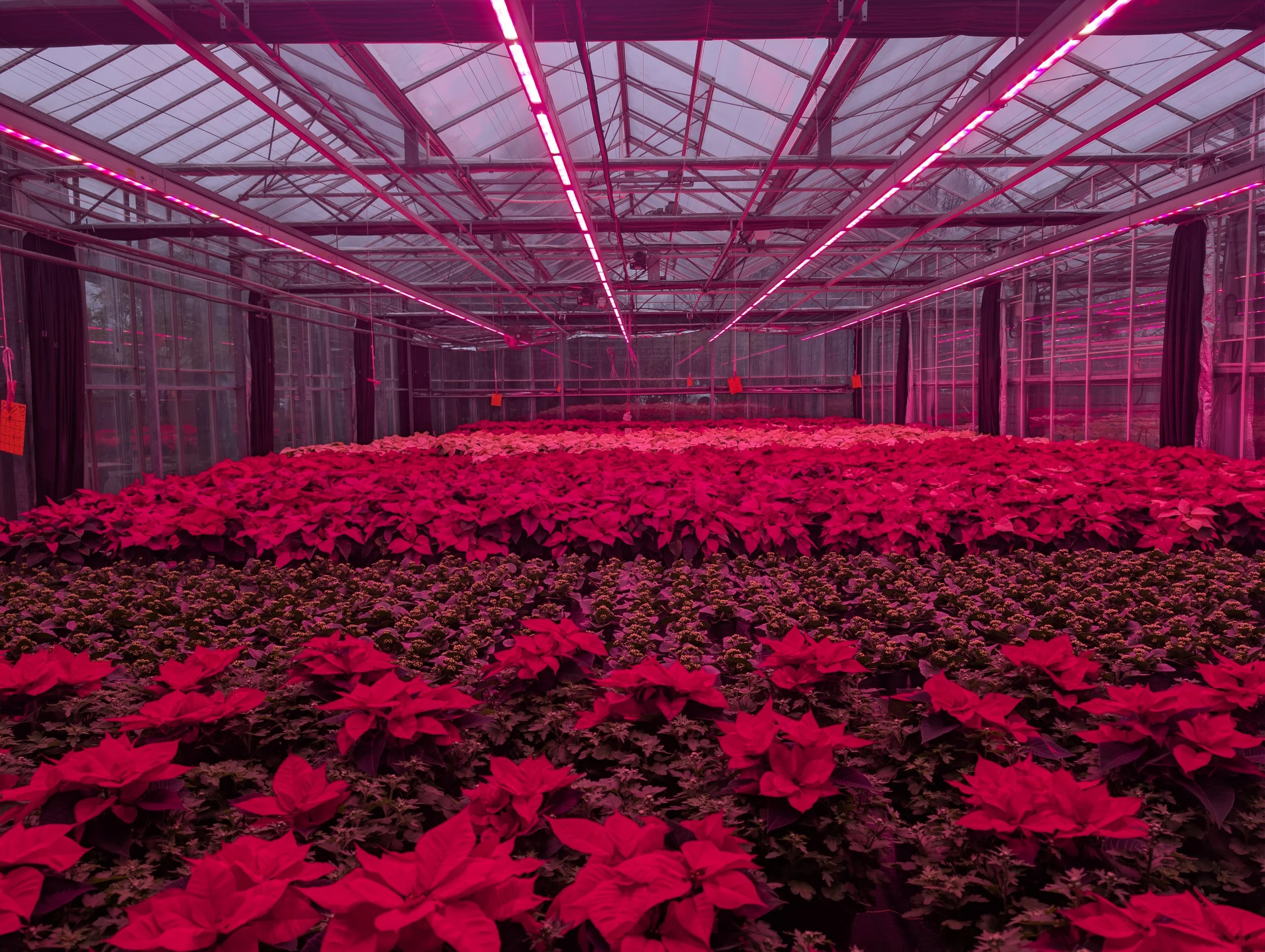 Inside a greenhouse illuminated with pink grow lights, filled with rows of red poinsettia plants.