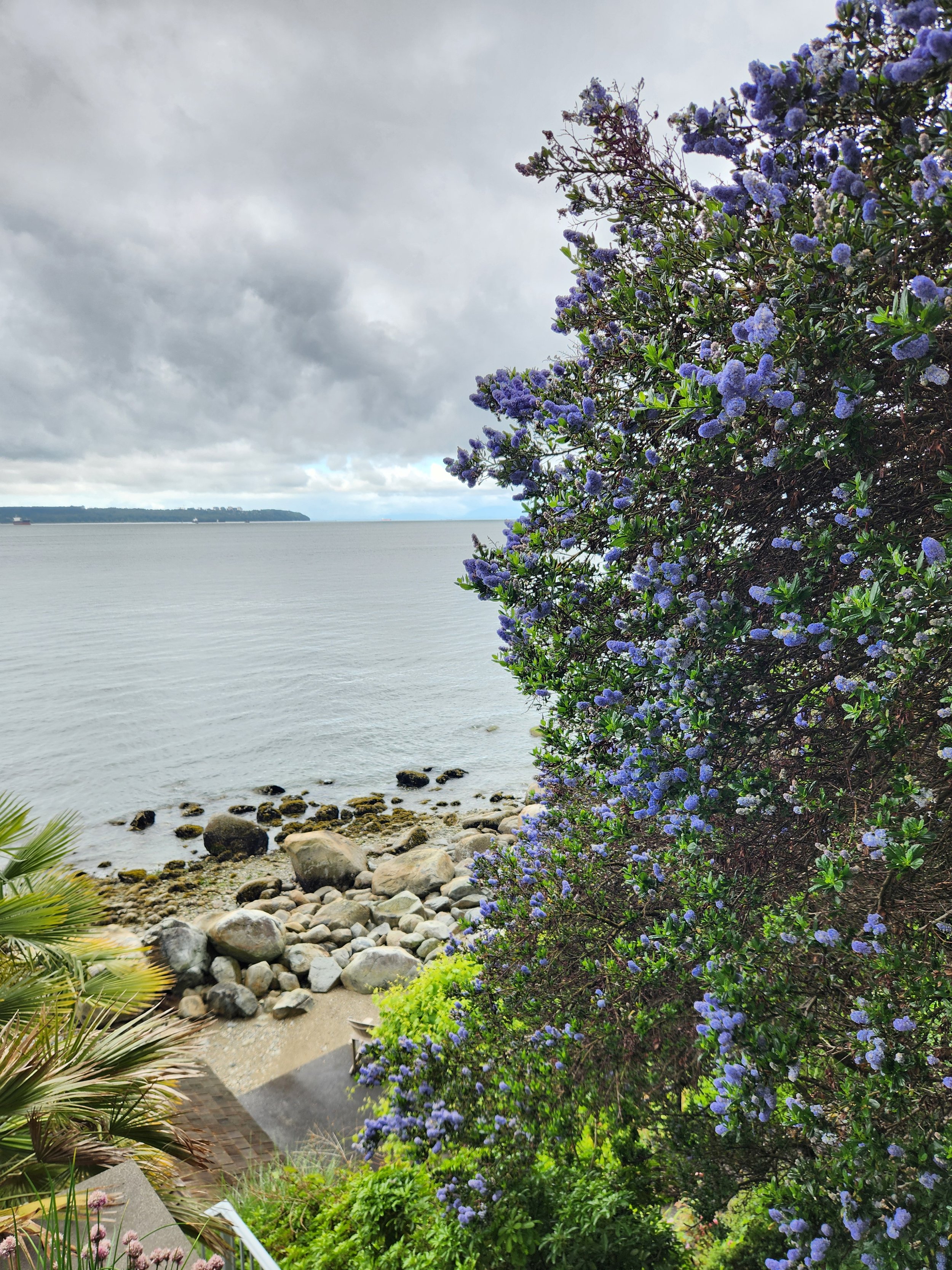 A view of the ocean with cloudy sky, rocky shoreline, and purple flowering shrub in foreground.