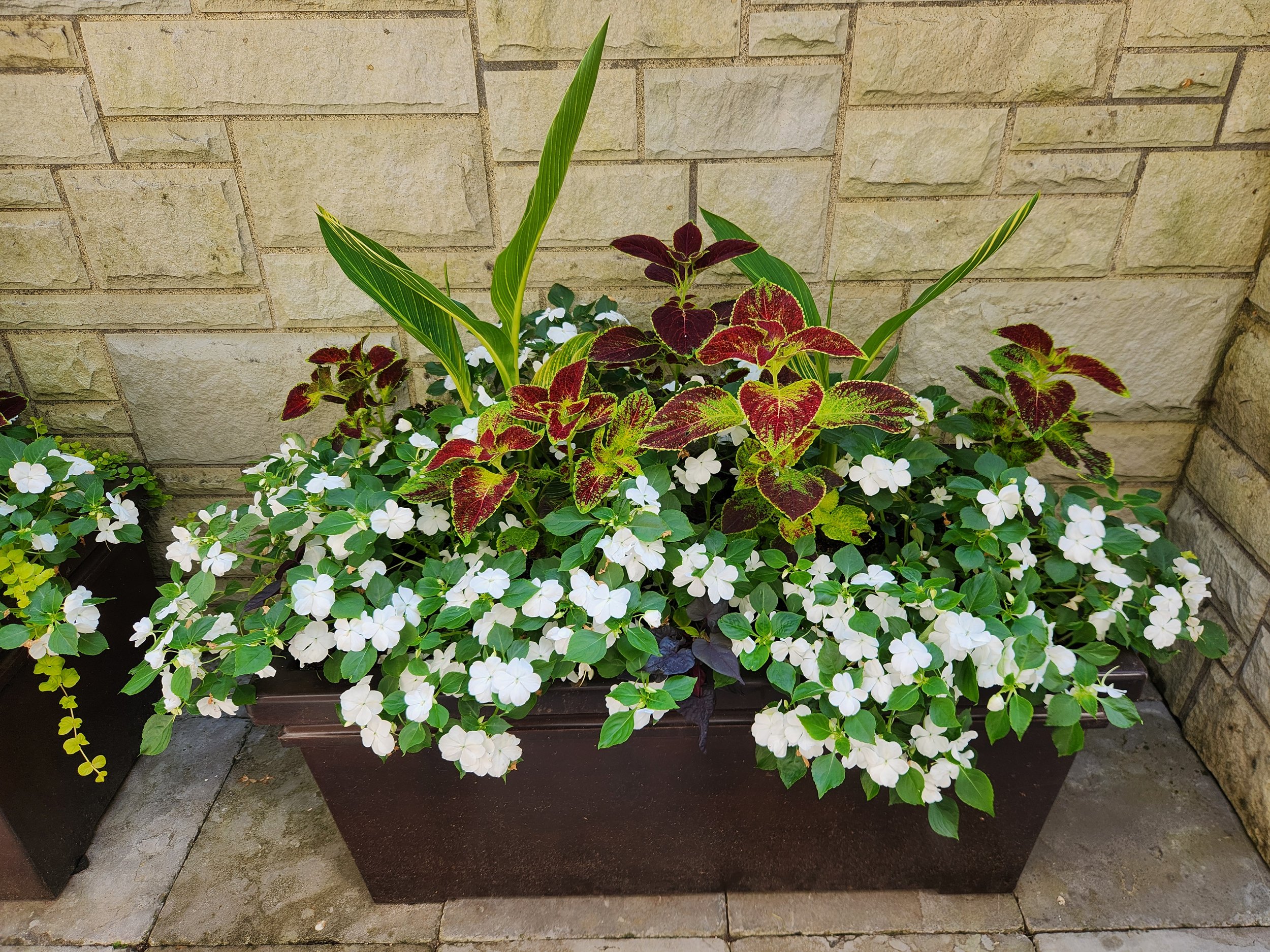 A rectangular flower planter with white flowers and colorful green, red, and purple leaves against a brick wall background.