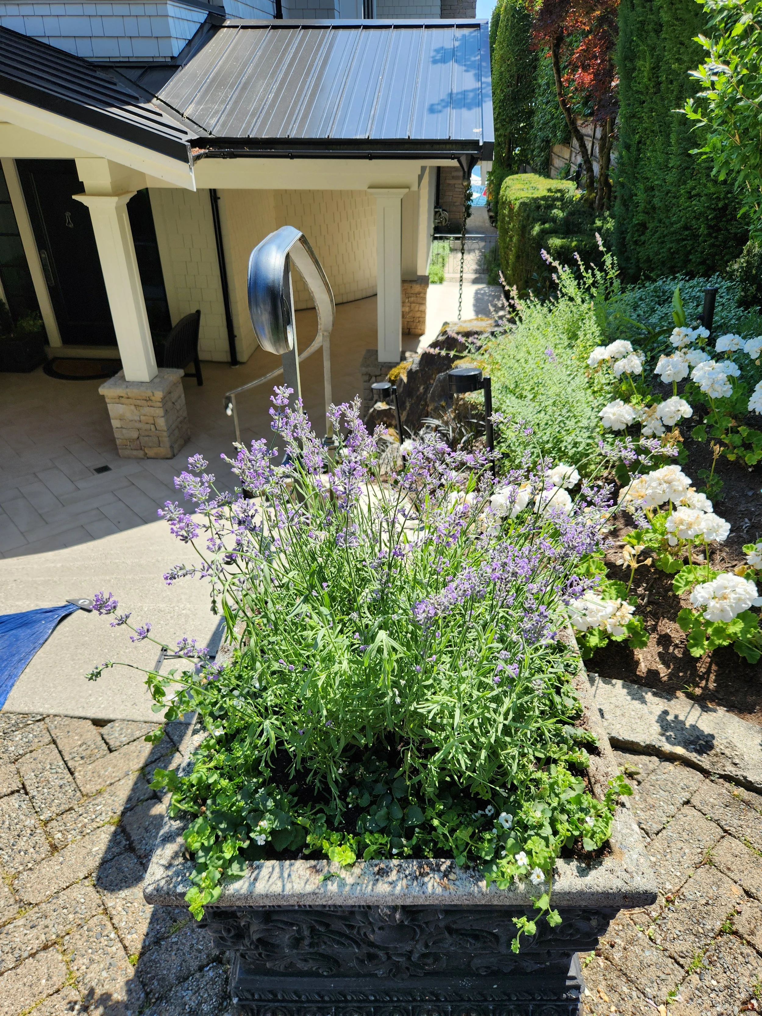 Outdoor scene with a large rectangular planter filled with purple flowers and green plants, located on a paved patio with steps. Background shows a house with a porch, white brick wall, and lush green bushes and trees.