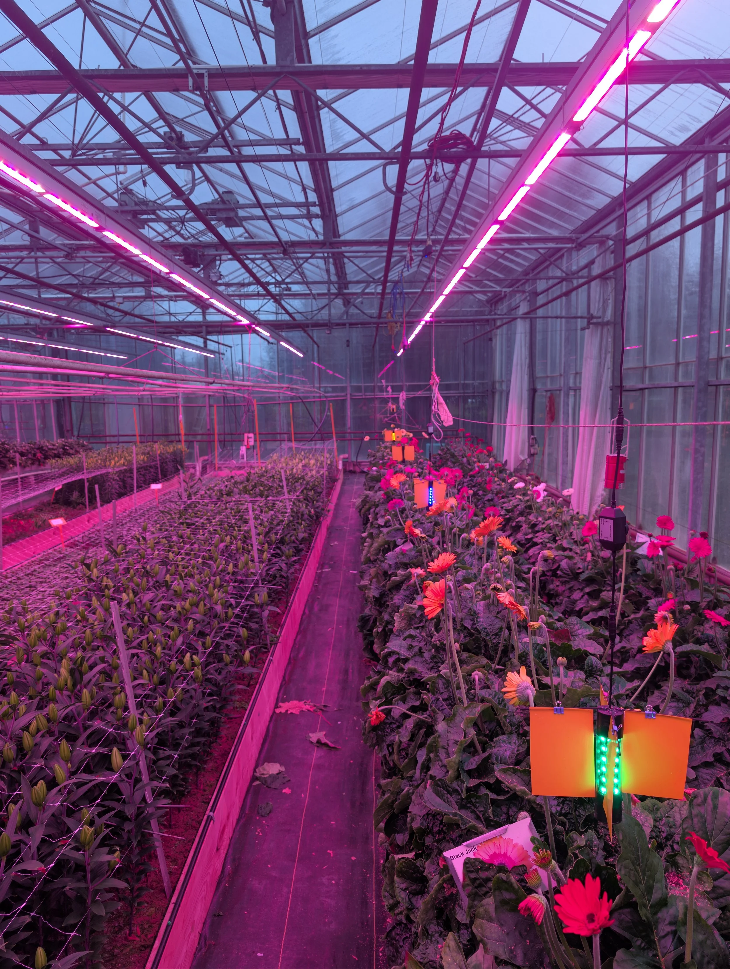 Interior of a greenhouse with grow lights, containing plants and flowers on both sides of a central walkway.