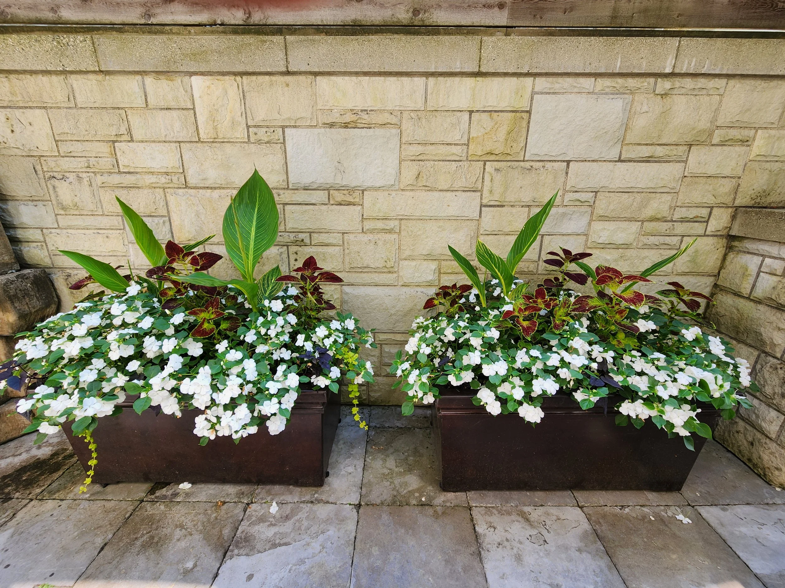 Two rectangular planters containing white and dark red flowering plants with green leaves, positioned on a stone patio against a beige stone wall.