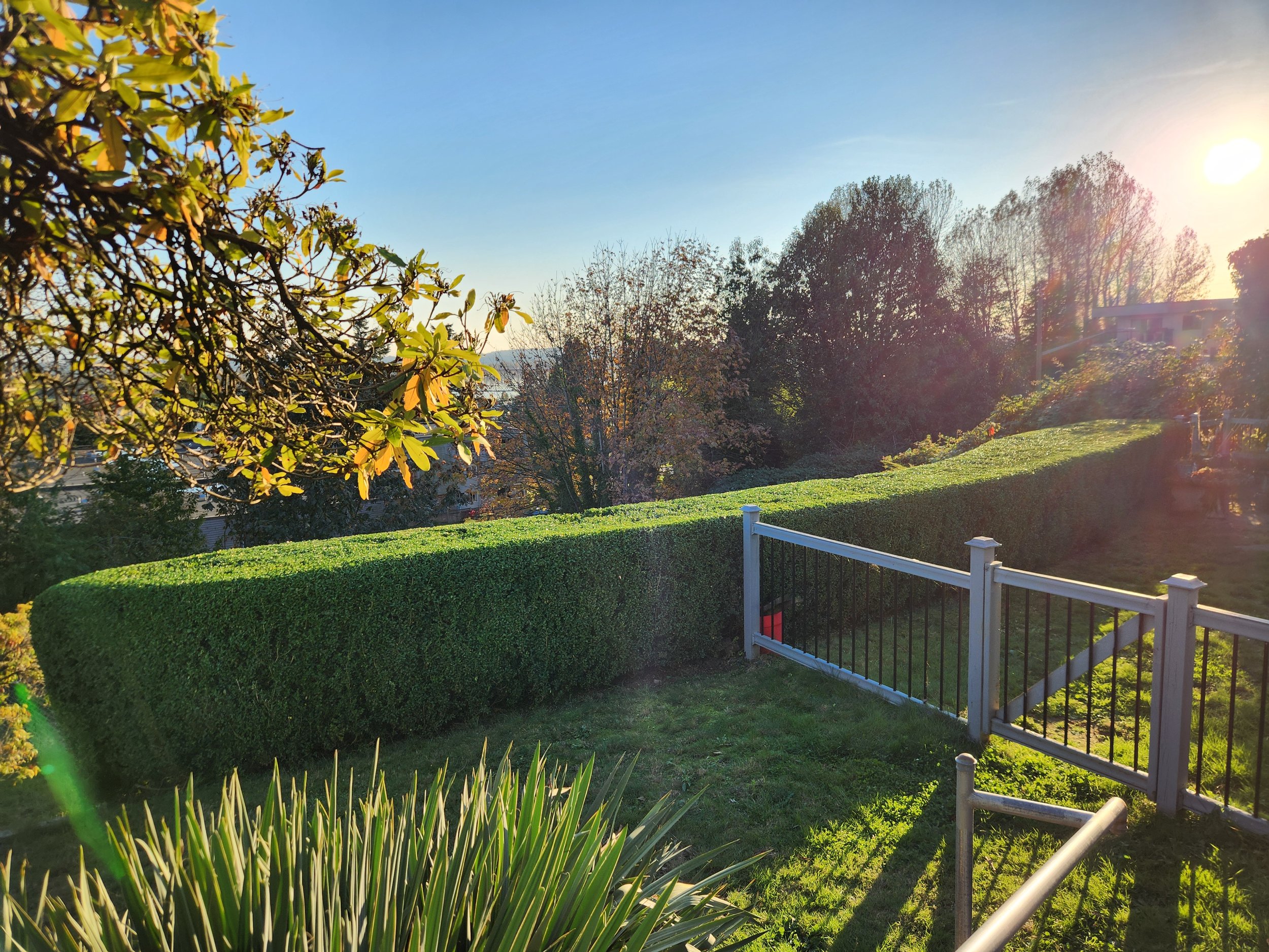 Sunset over a green backyard with trimmed hedge, metal fence, plants, and trees in the background.