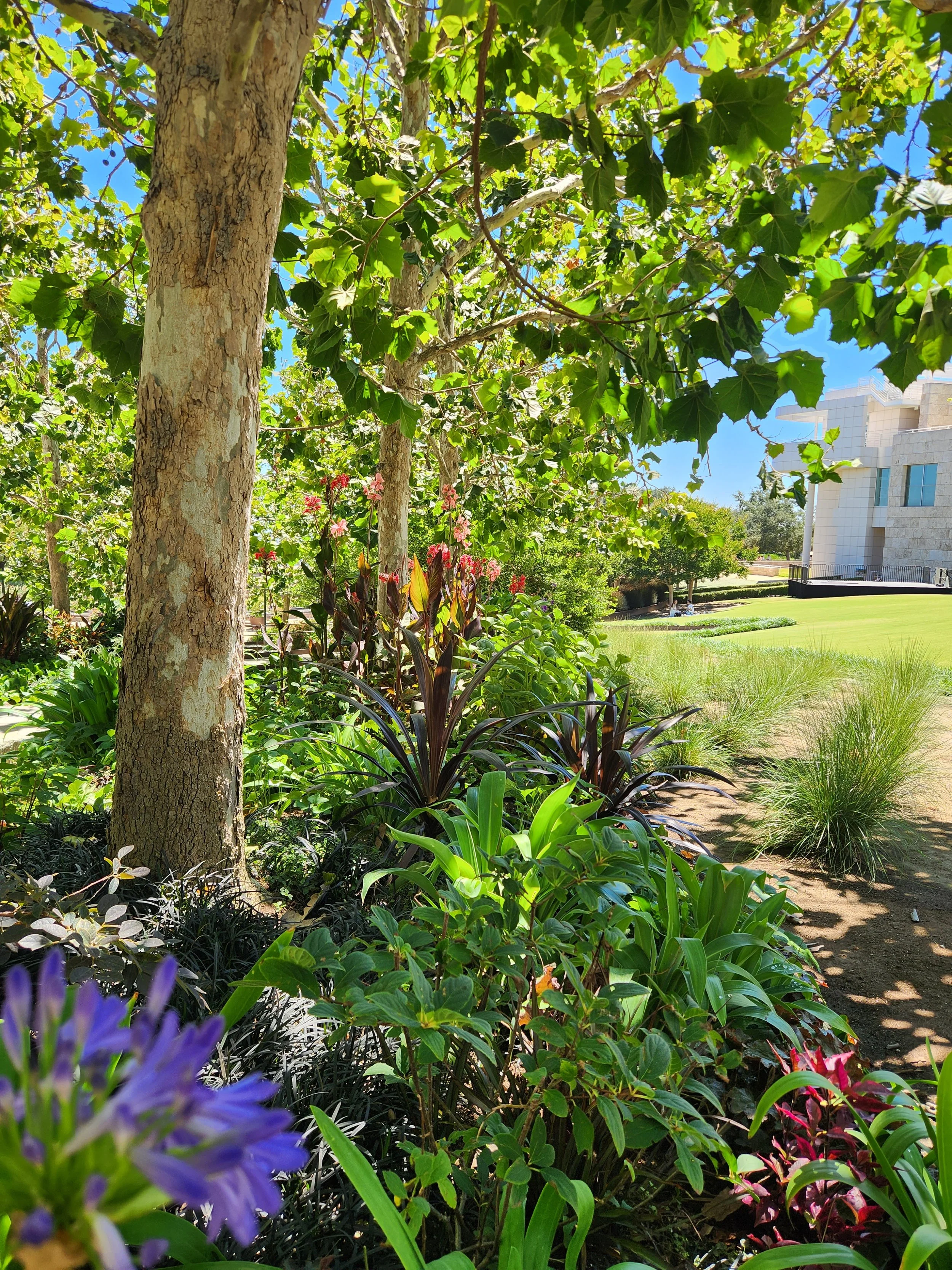 Lush garden with tall trees, various green plants, purple flowers, and a modern white building in the background under a clear blue sky.