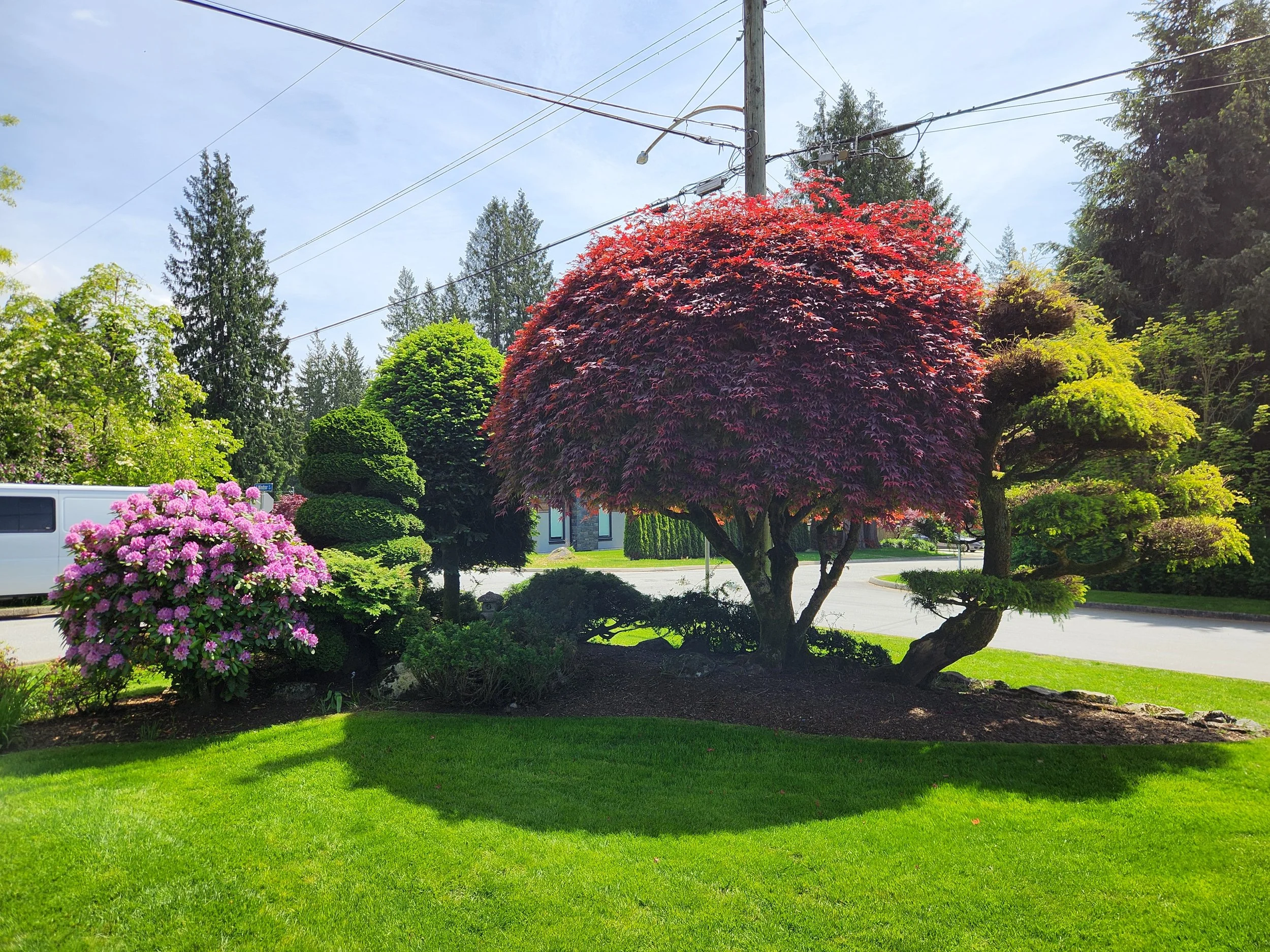 A well-maintained garden with colorful trees and shrubs, including a large red-leafed Japanese maple, purple hydrangeas, and various green topiary, on a sunny day with a bright blue sky.