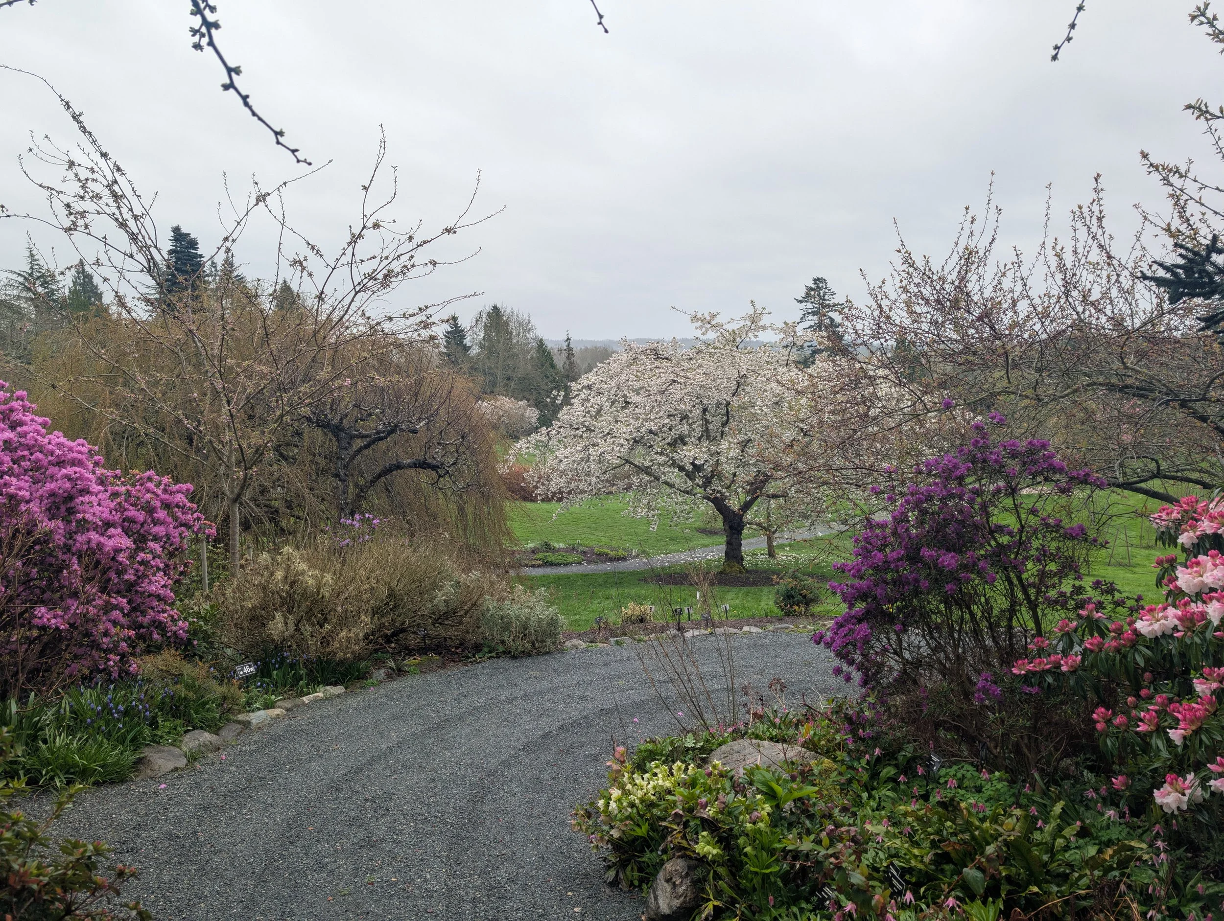 A garden with a gravel pathway surrounded by blooming pink, purple, and white flowers and trees, with a grassy area and more trees in the background under an overcast sky.