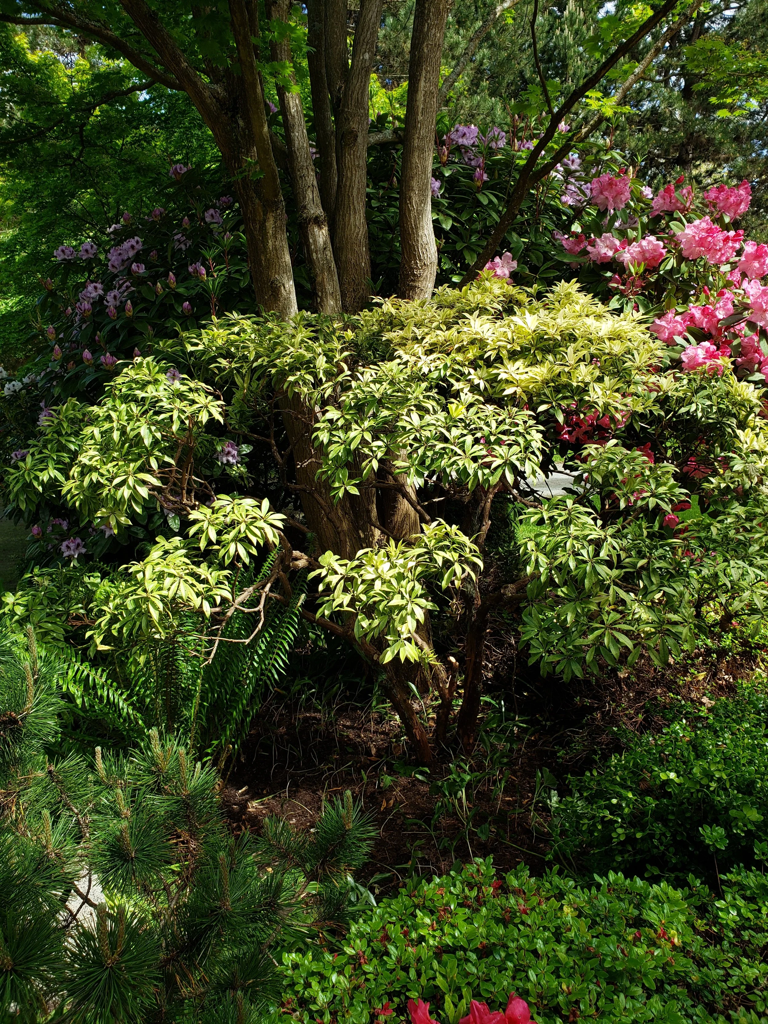 Lush garden scene with green trees, pink and purple azaleas, and various shrubs and plants.
