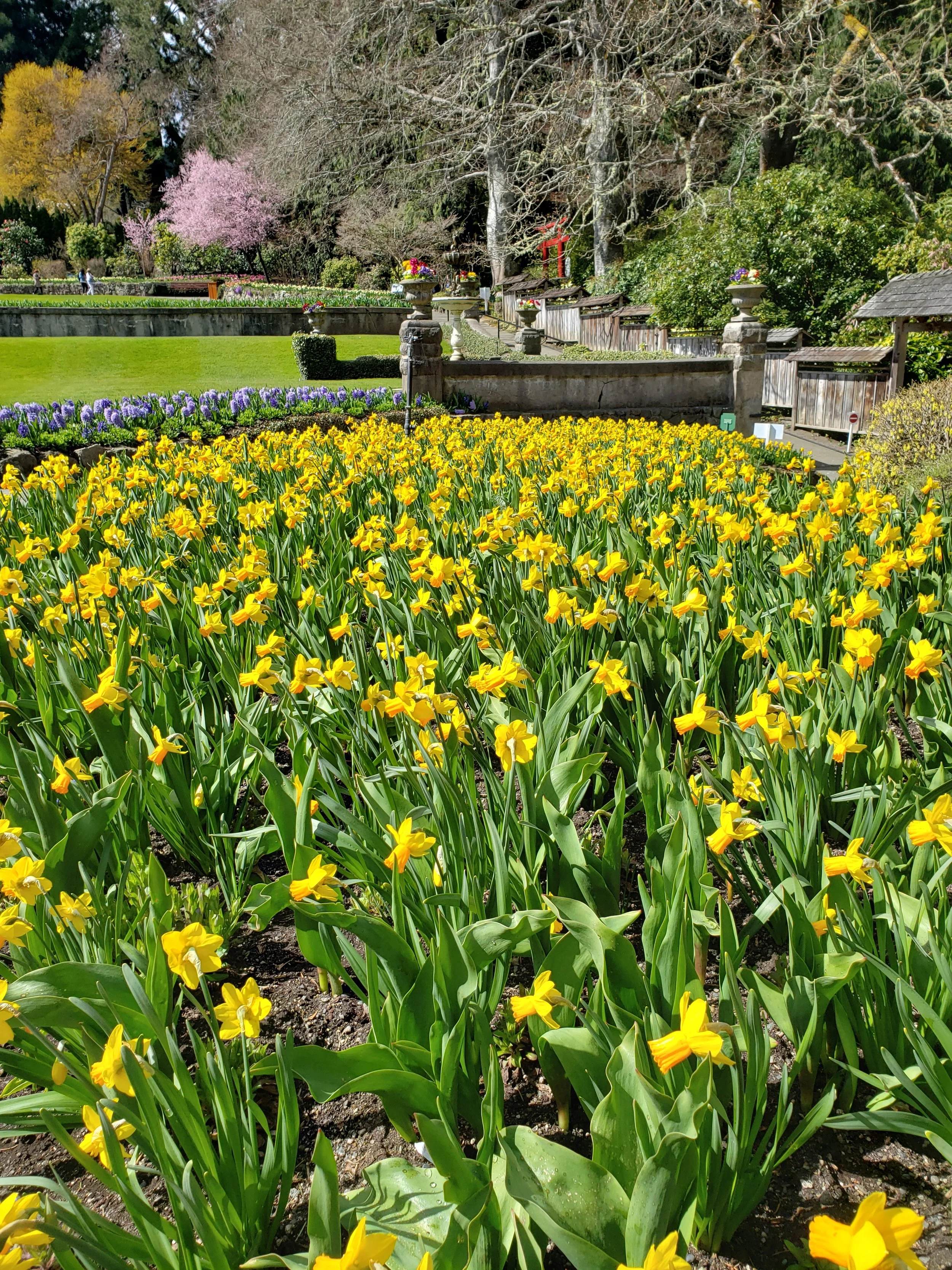 A flower garden with a large bed of yellow flowers in the foreground, purple flowers behind them, and trees with pink blossoms and green foliage in the background. There is a stone wall and wooden fence along the garden.