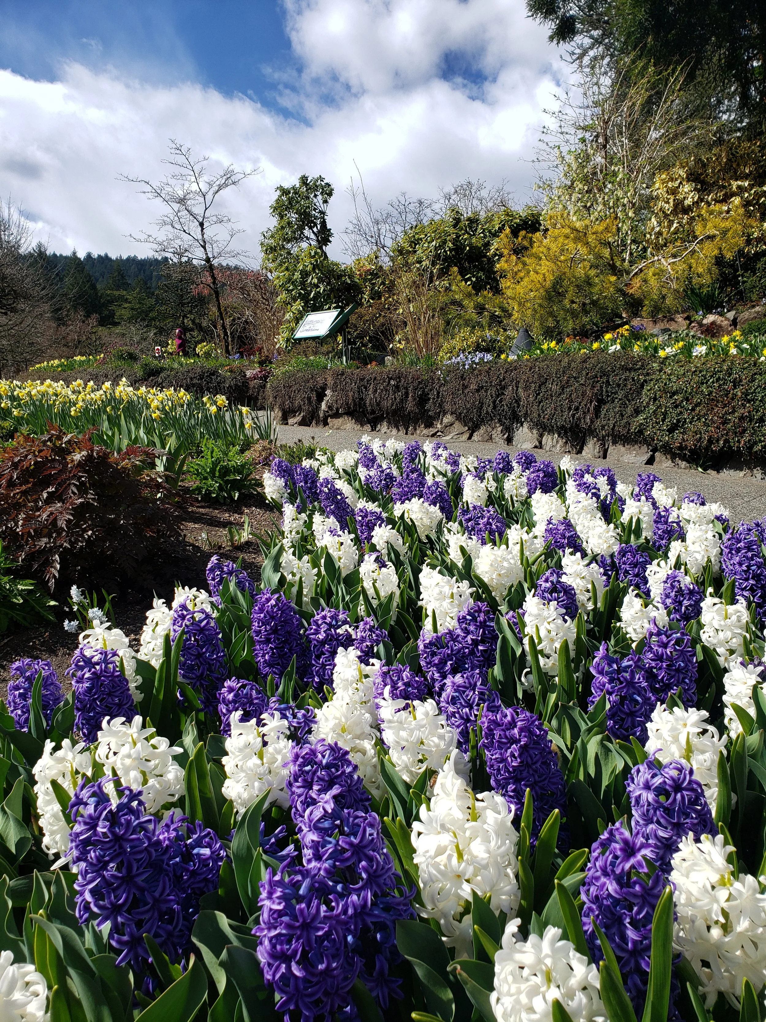 A garden with blooming white and purple hyacinths in the foreground, a pathway and shrubbery in the middle ground, and trees and a partly cloudy sky in the background.