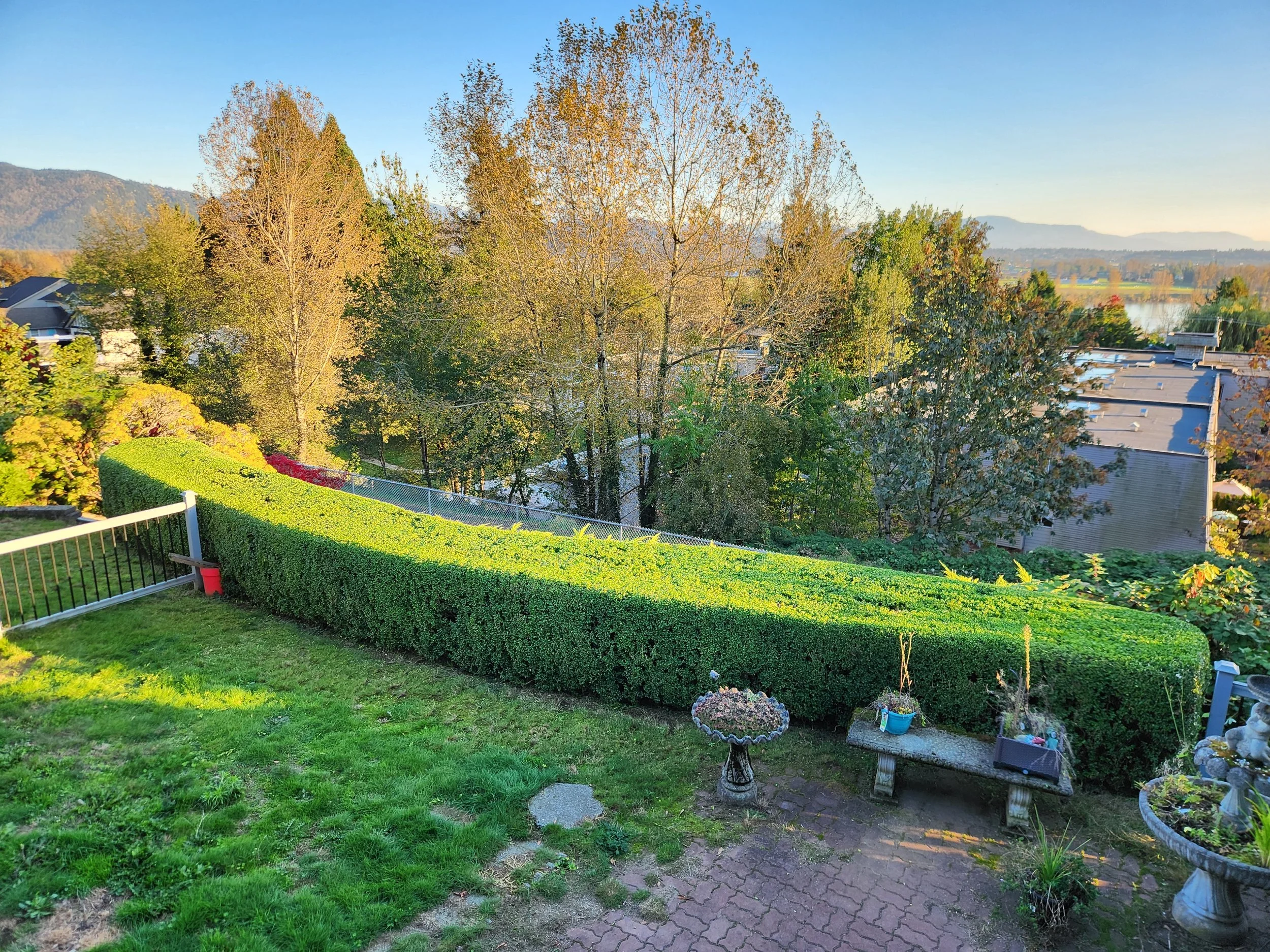 A backyard with a neatly trimmed, curved green hedge, a paved patio with garden decorations, and a view of trees and distant mountains under a clear blue sky.