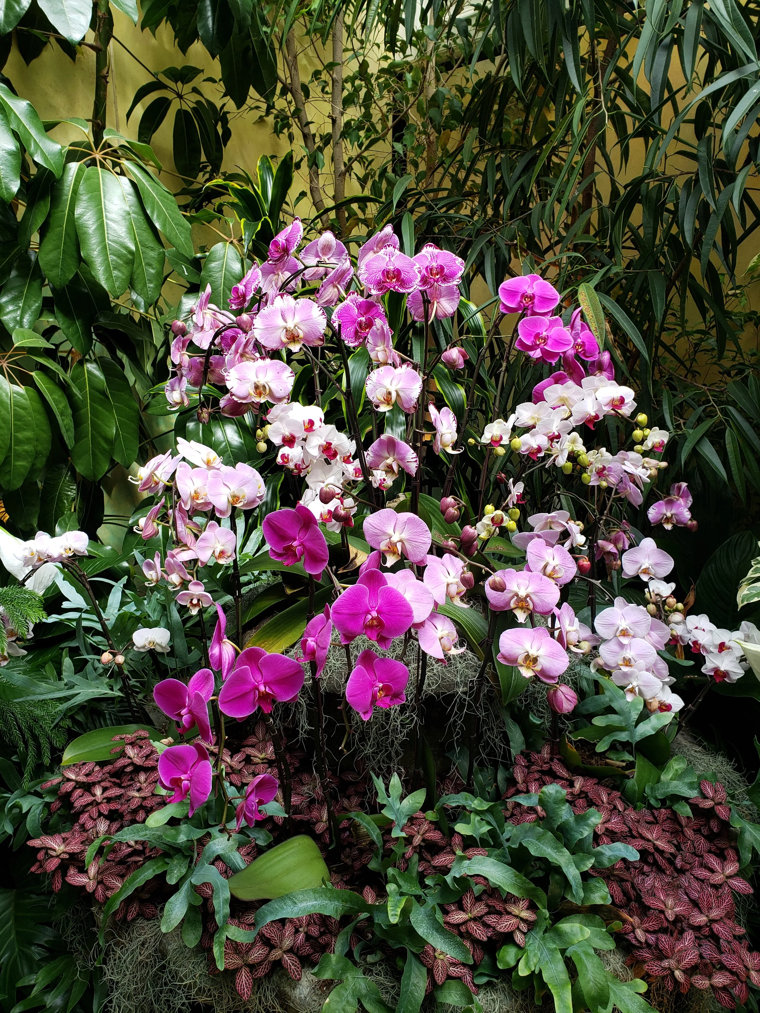 A cluster of pink and white orchids surrounded by green leaves and plants.