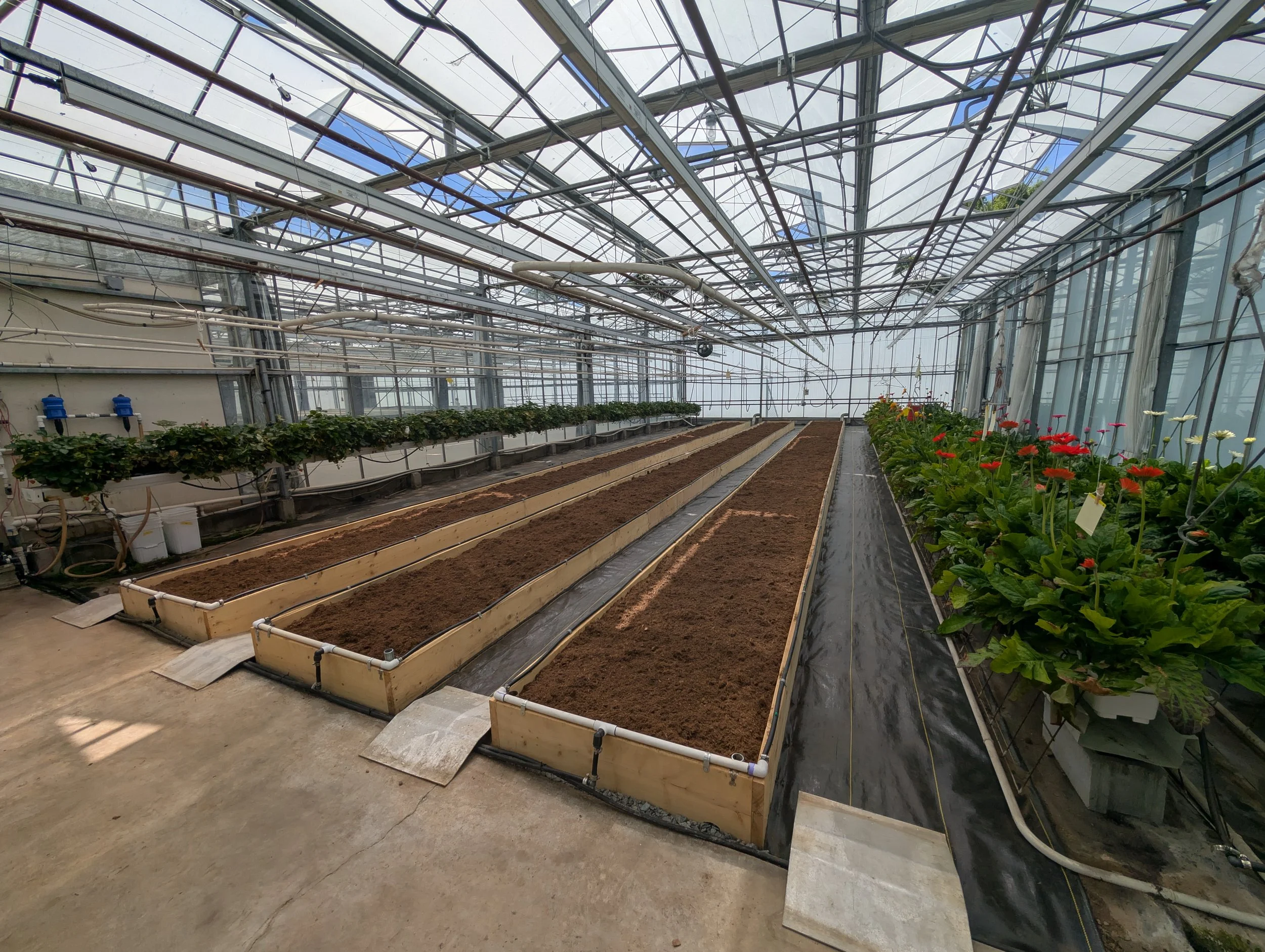 Inside a greenhouse with wooden planting beds filled with soil, some planted with flowers and others empty, and large flowering plants on the right.