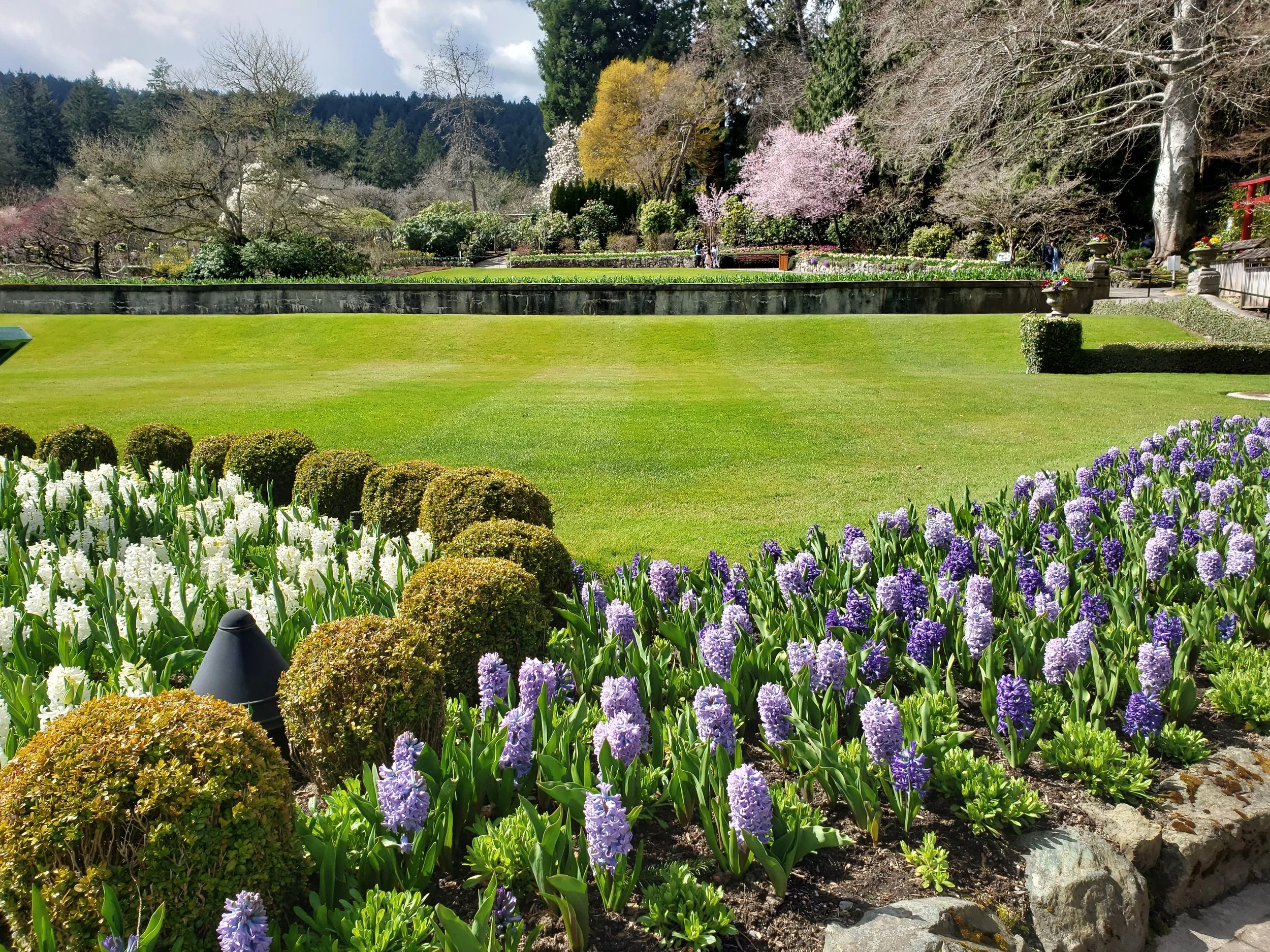 A well-maintained garden with purple and white hyacinths in the foreground, a grassy lawn, and flowering trees in the background.