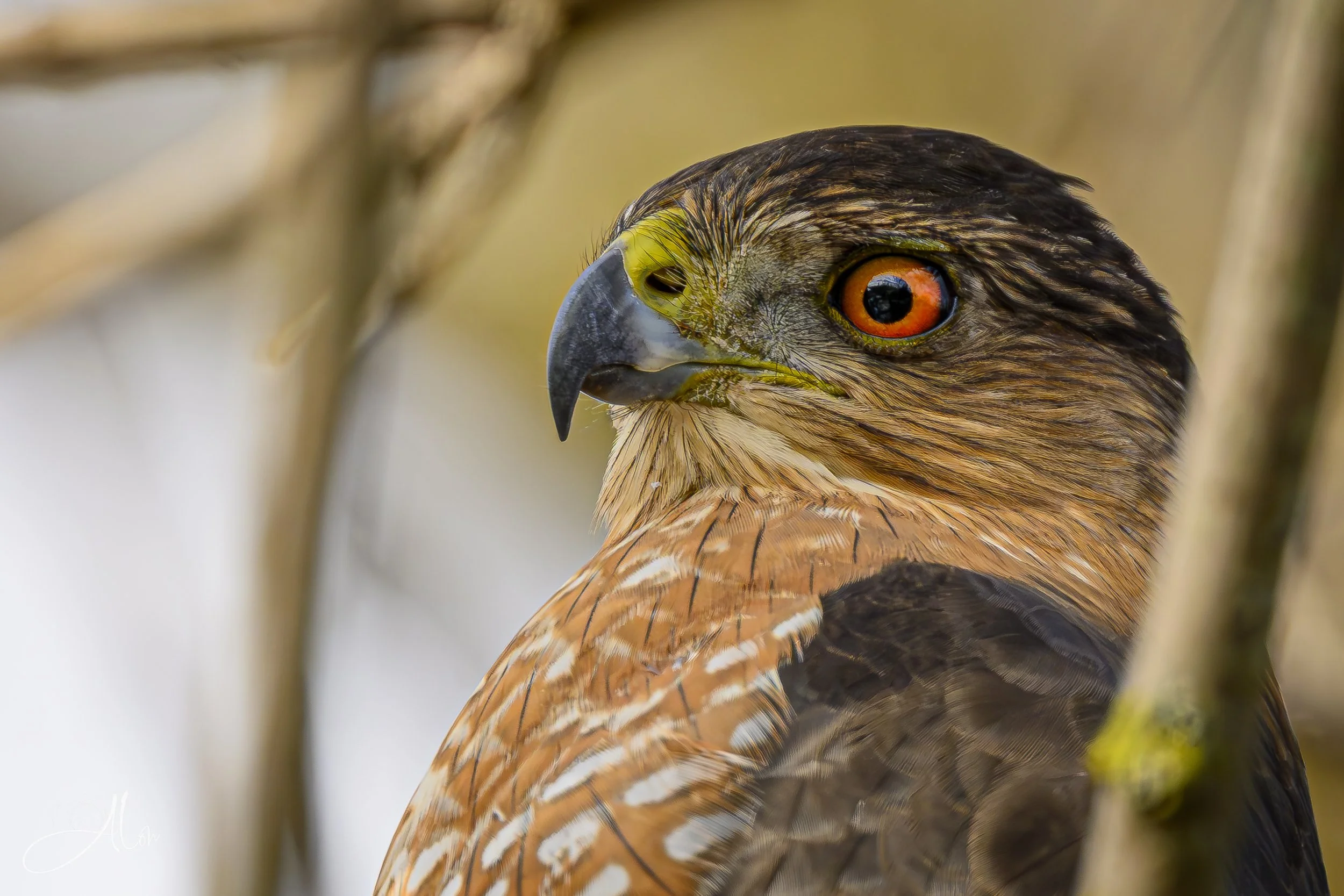 Don't Come Any Closer! (Cooper's Hawk) 0Z84711