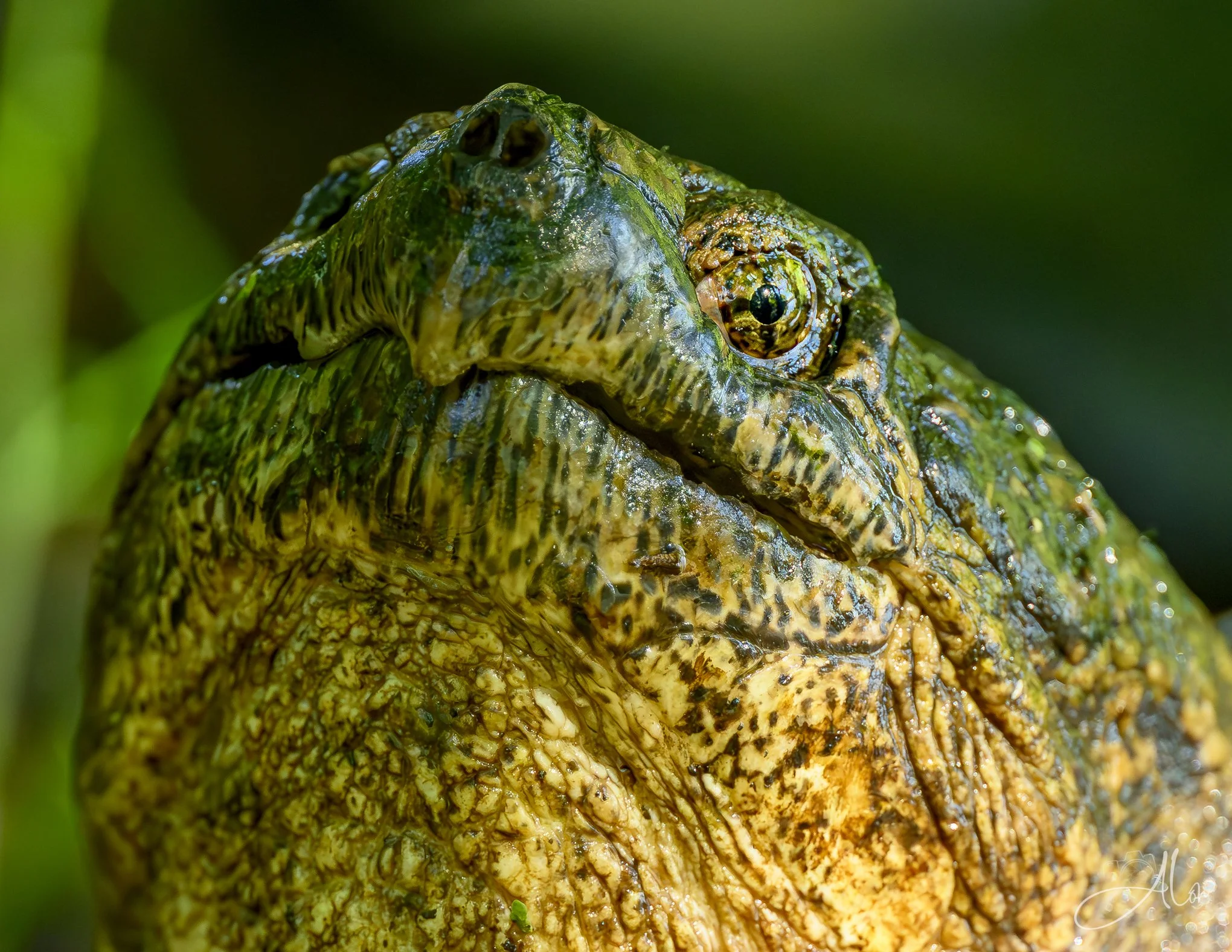 Common Snapping Turtle